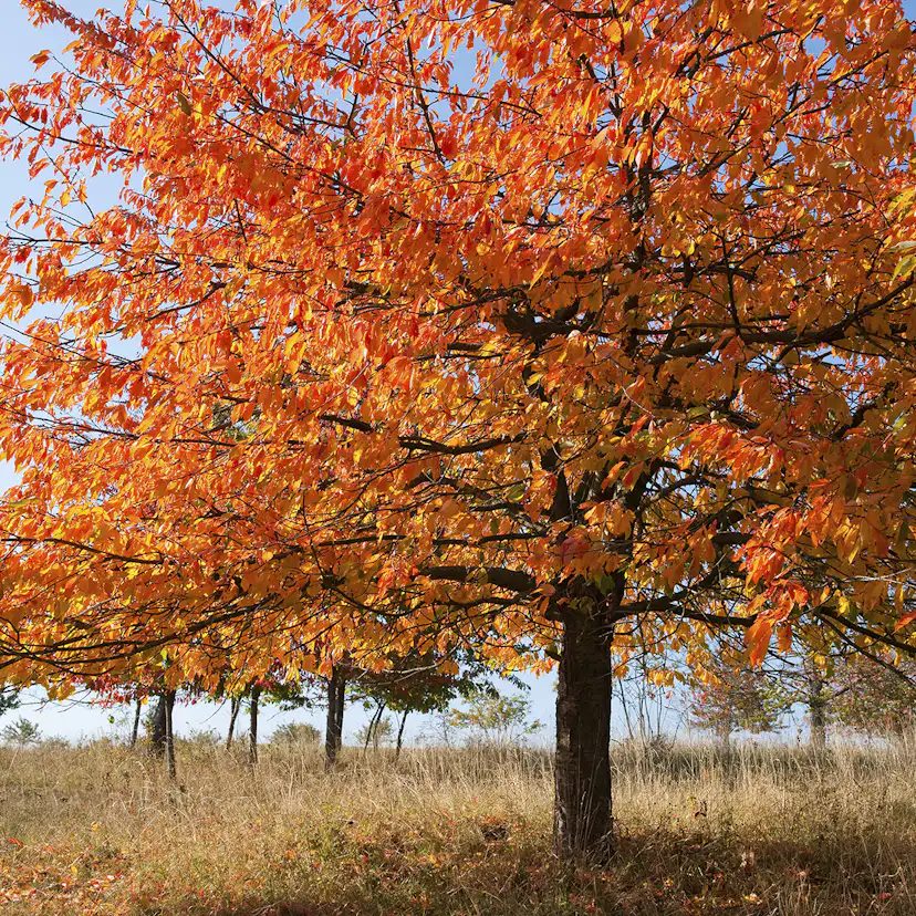 Högstamsträd Omnia Garden Sötkörsbär Fågelbär 300-400 cm
