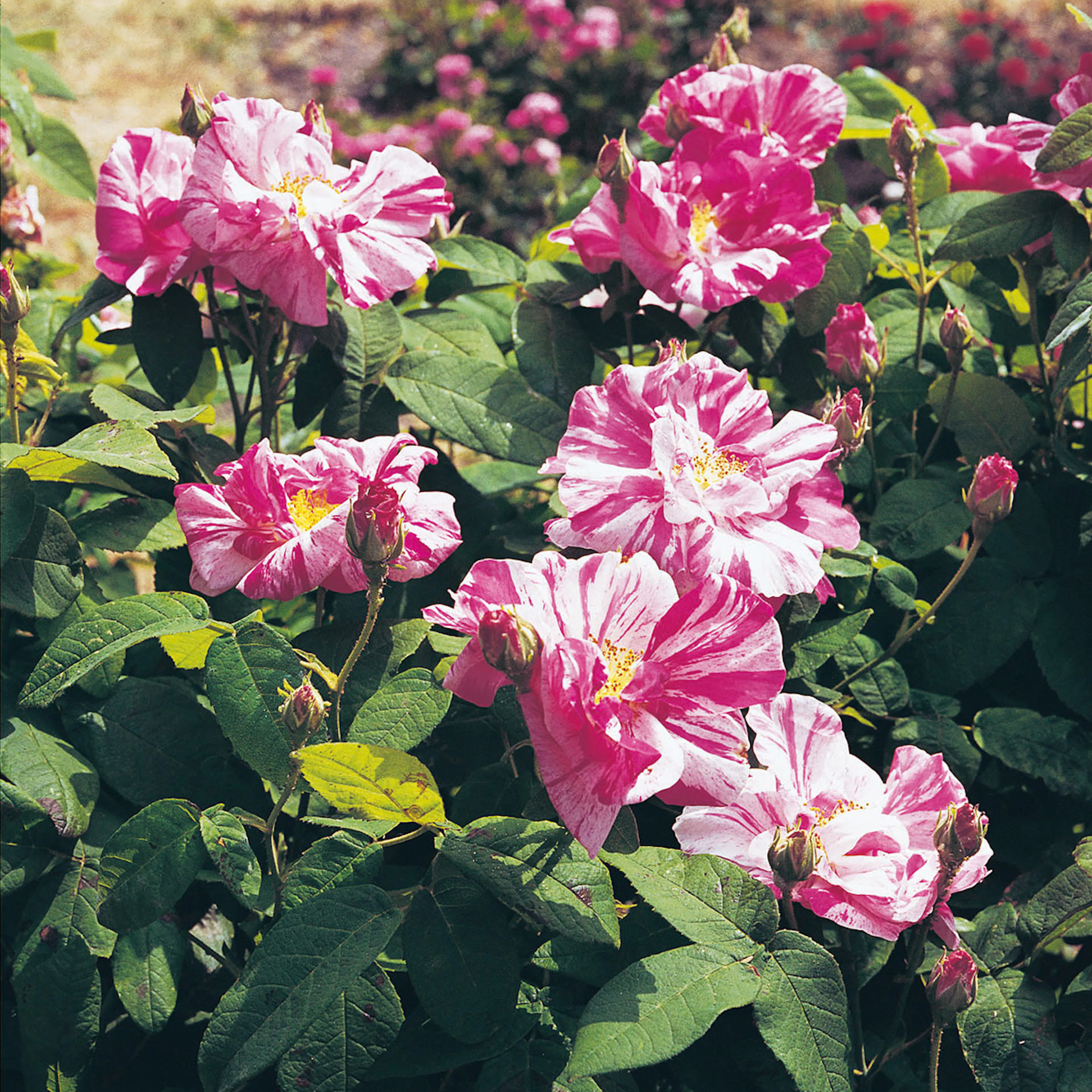 Rosa "Mundi", 5-pack 5-pack