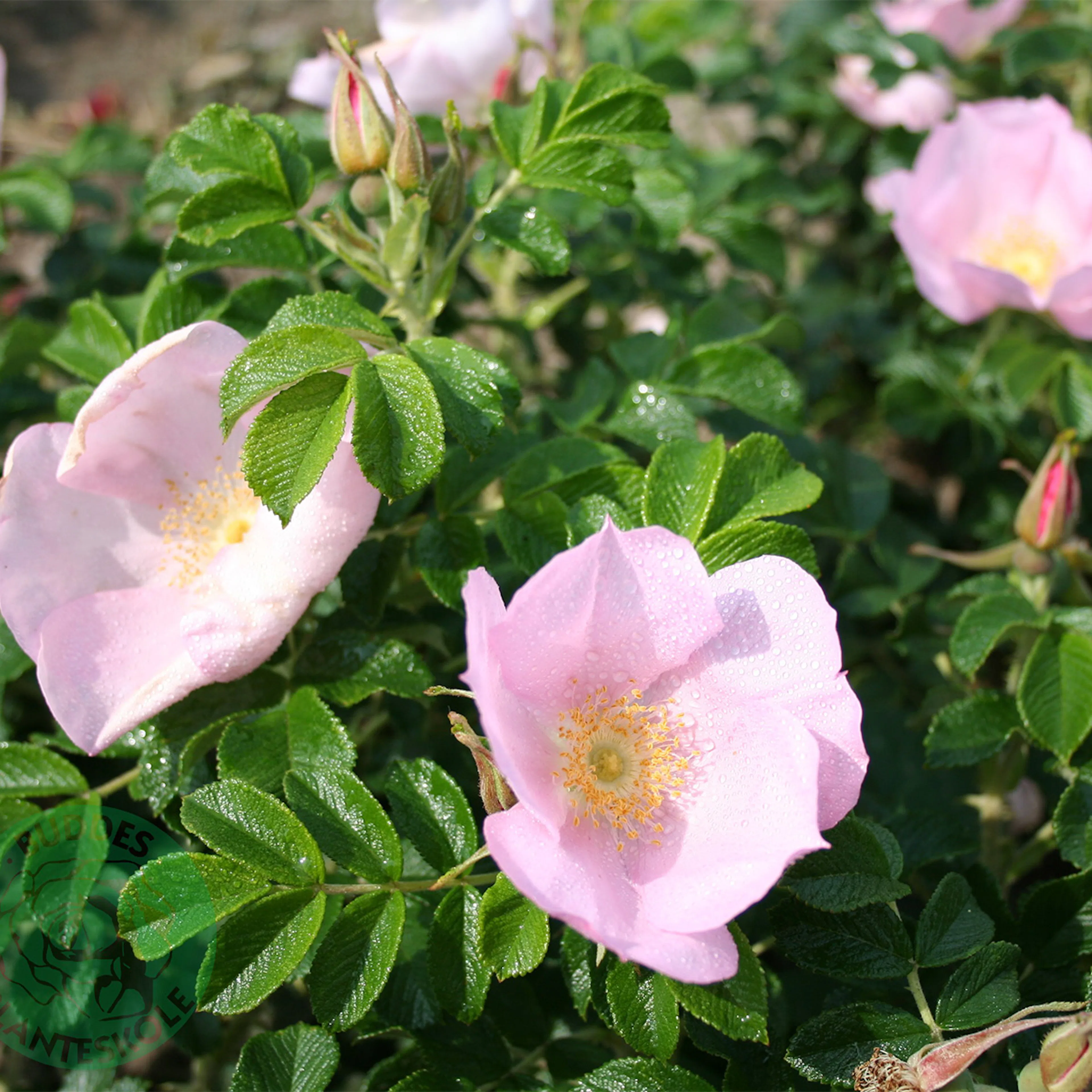Rosa "Dagmar Hastrup", 1-pack 1-pack