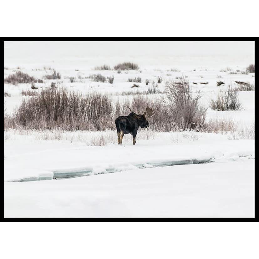 Poster Gallerix Moose In Snow