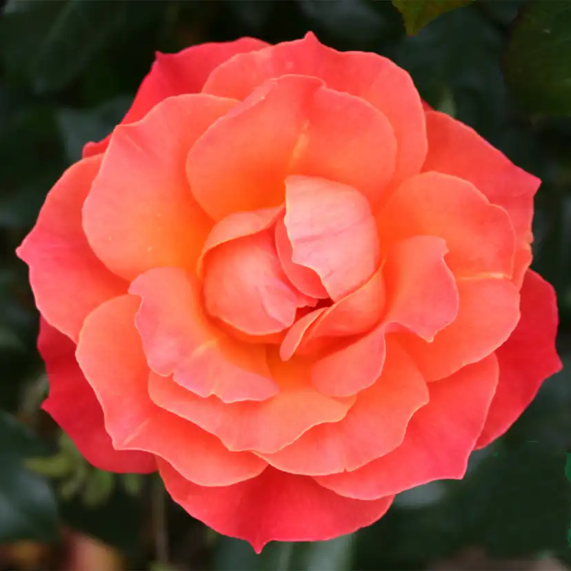 Flerblommig Rabattros Omnia Garden Fellowship