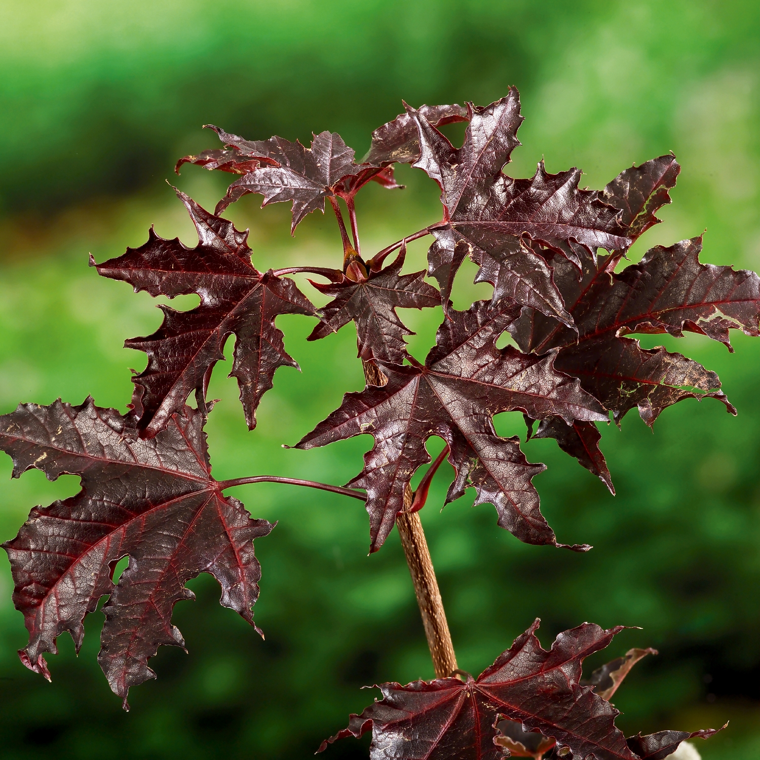 Prydnadsträd Skogslönn Omnia Garden Crimson Sentry
