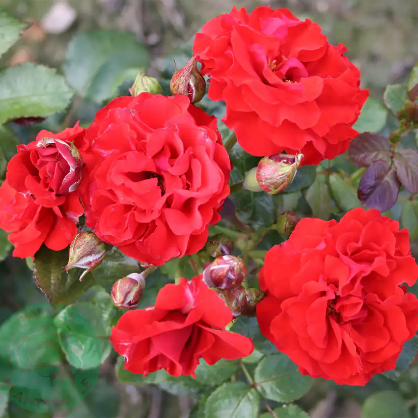 Flerblommig Rabattros Omnia Garden Molde