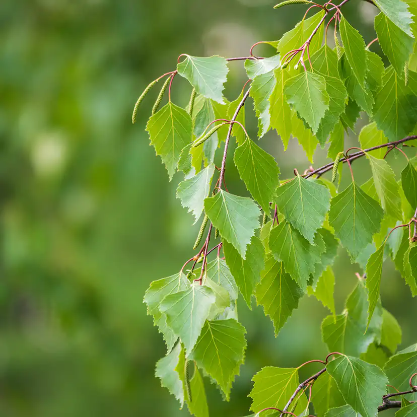 Prydnadsträd Vårtbjörk Omnia Garden 125-150 cm