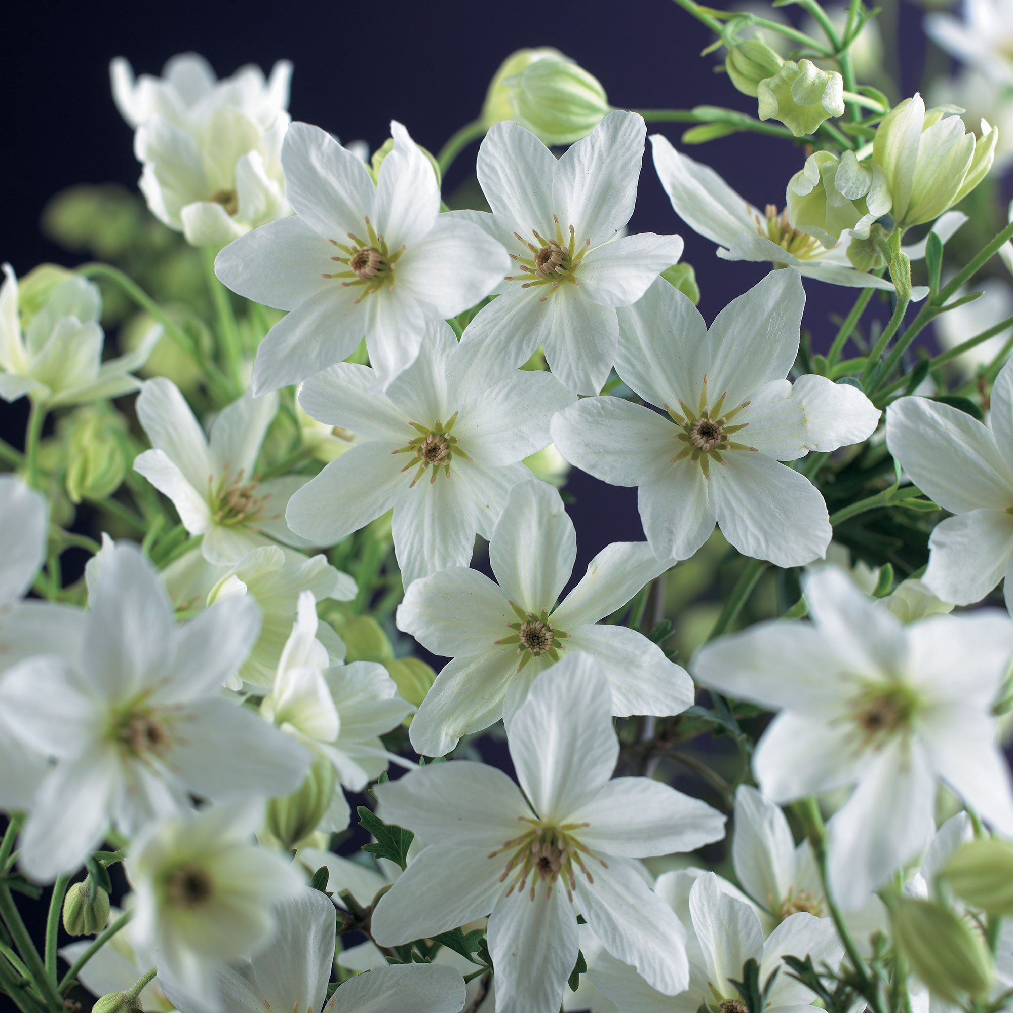 Klätterväxt Storblommig Klematis Omnia Garden Joe 40-60 cm