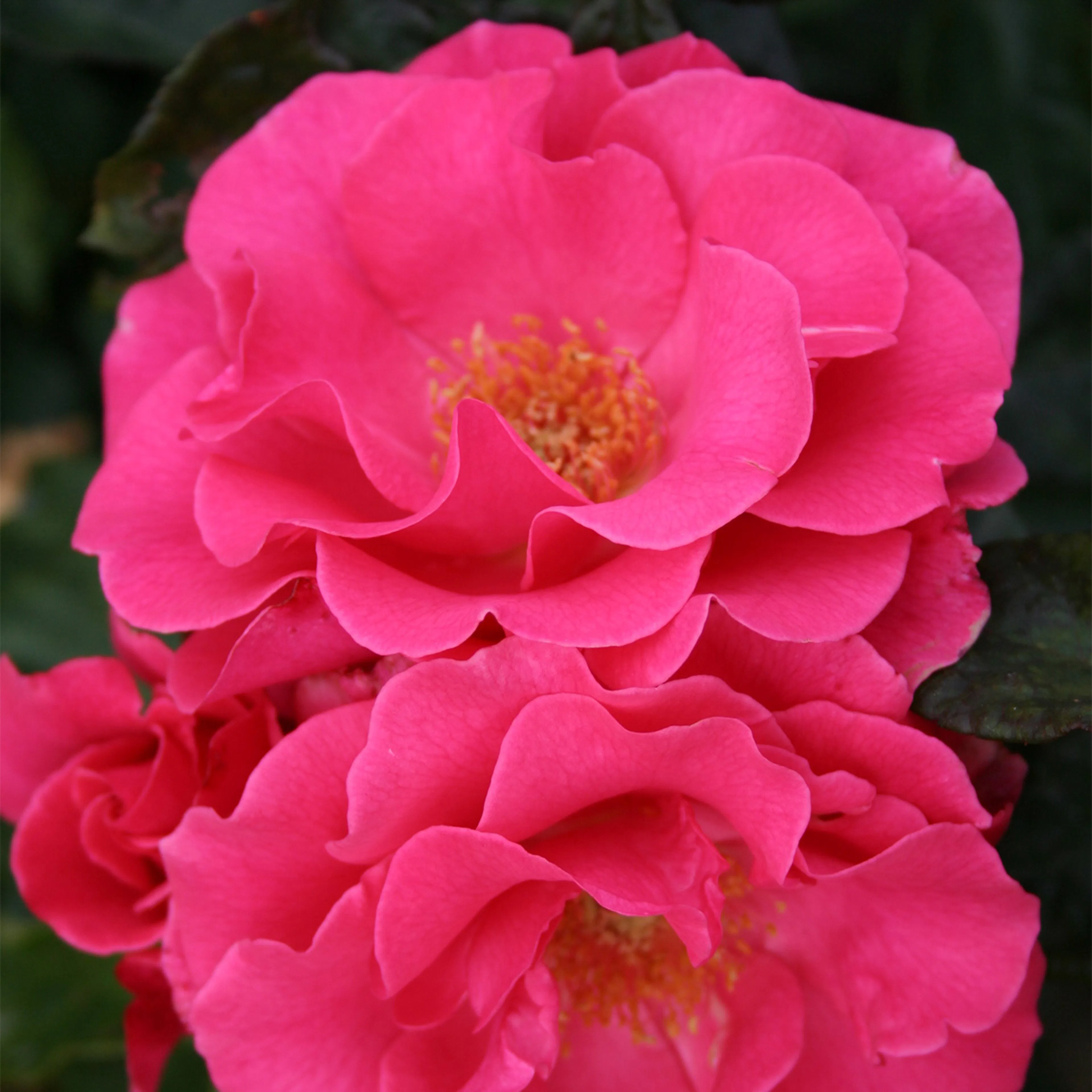 Rosa "Romanze", 10-pack 10-pack