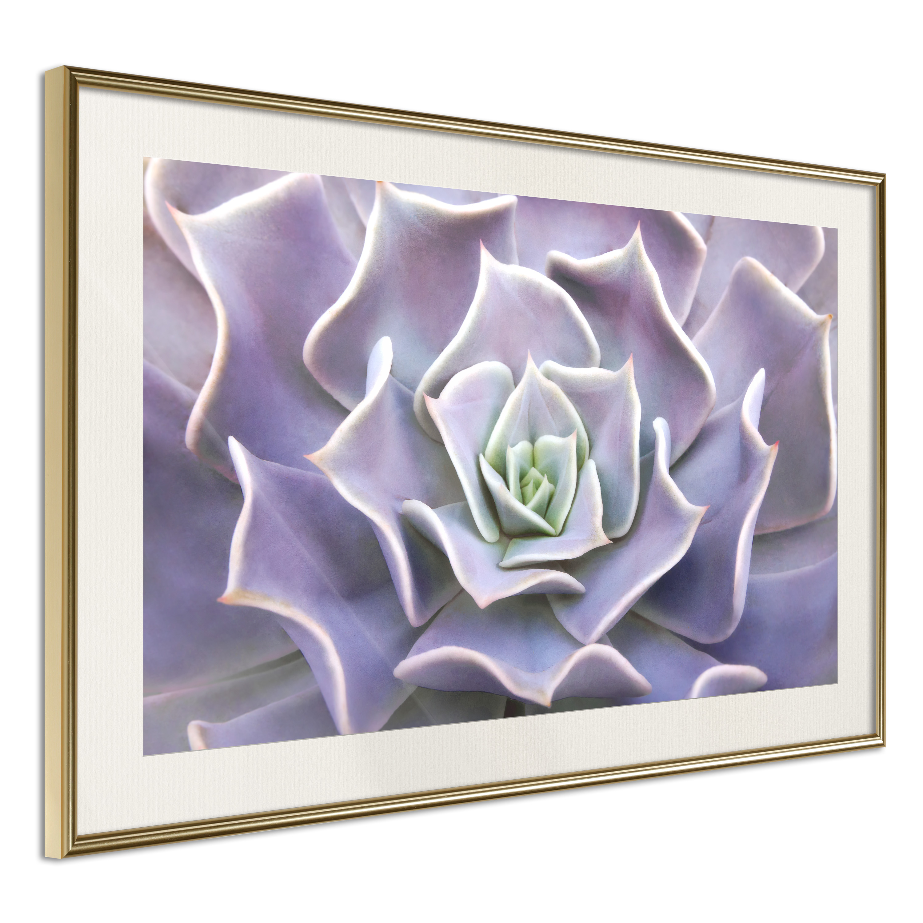 Affisch - Purple Succulent [Poster] 90x60 Guld ram med passepartout, 90x60 cm