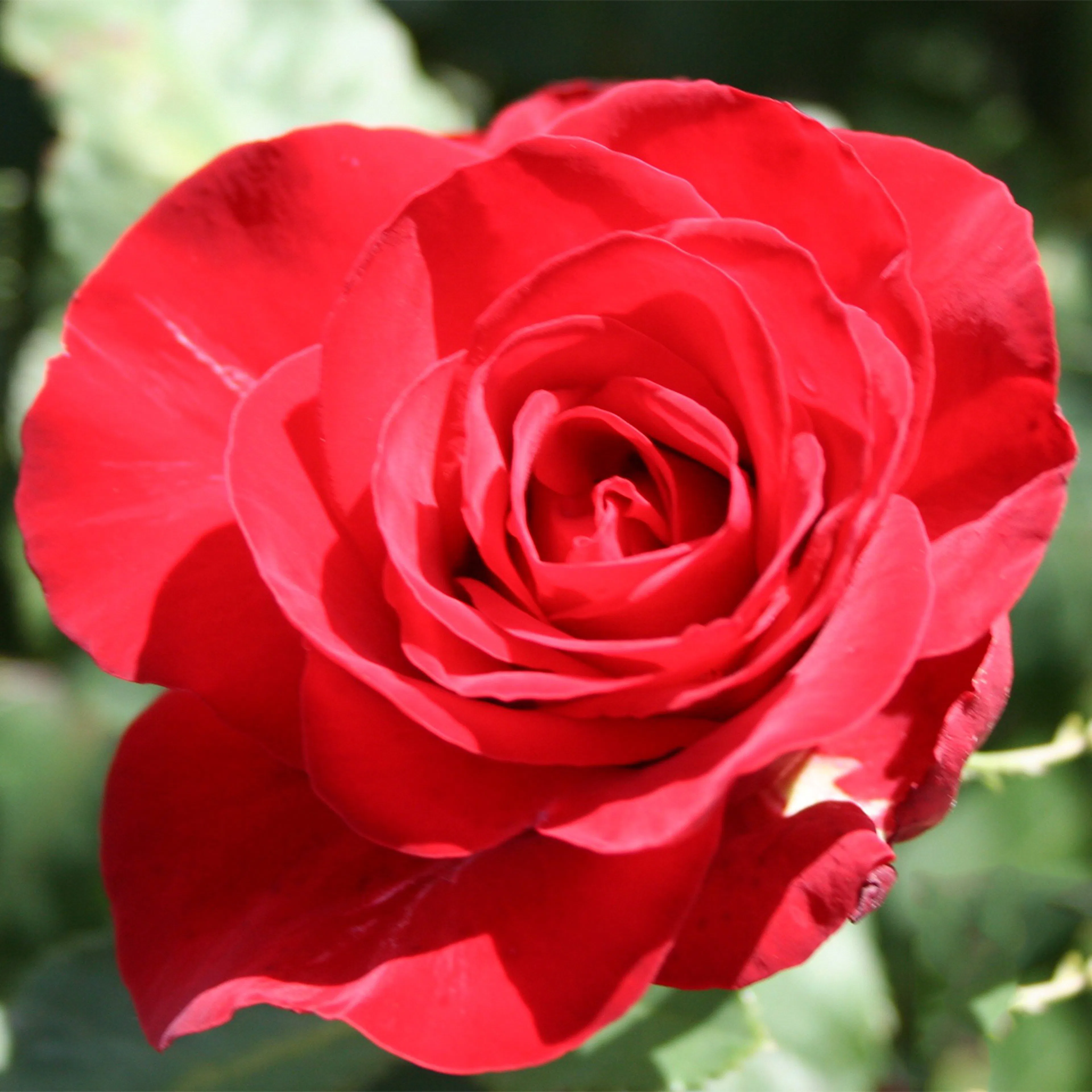 Rosa "Courage", 1-pack 1-pack