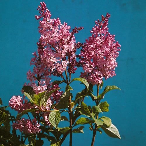 Planta Bukettapel Omnia Garden