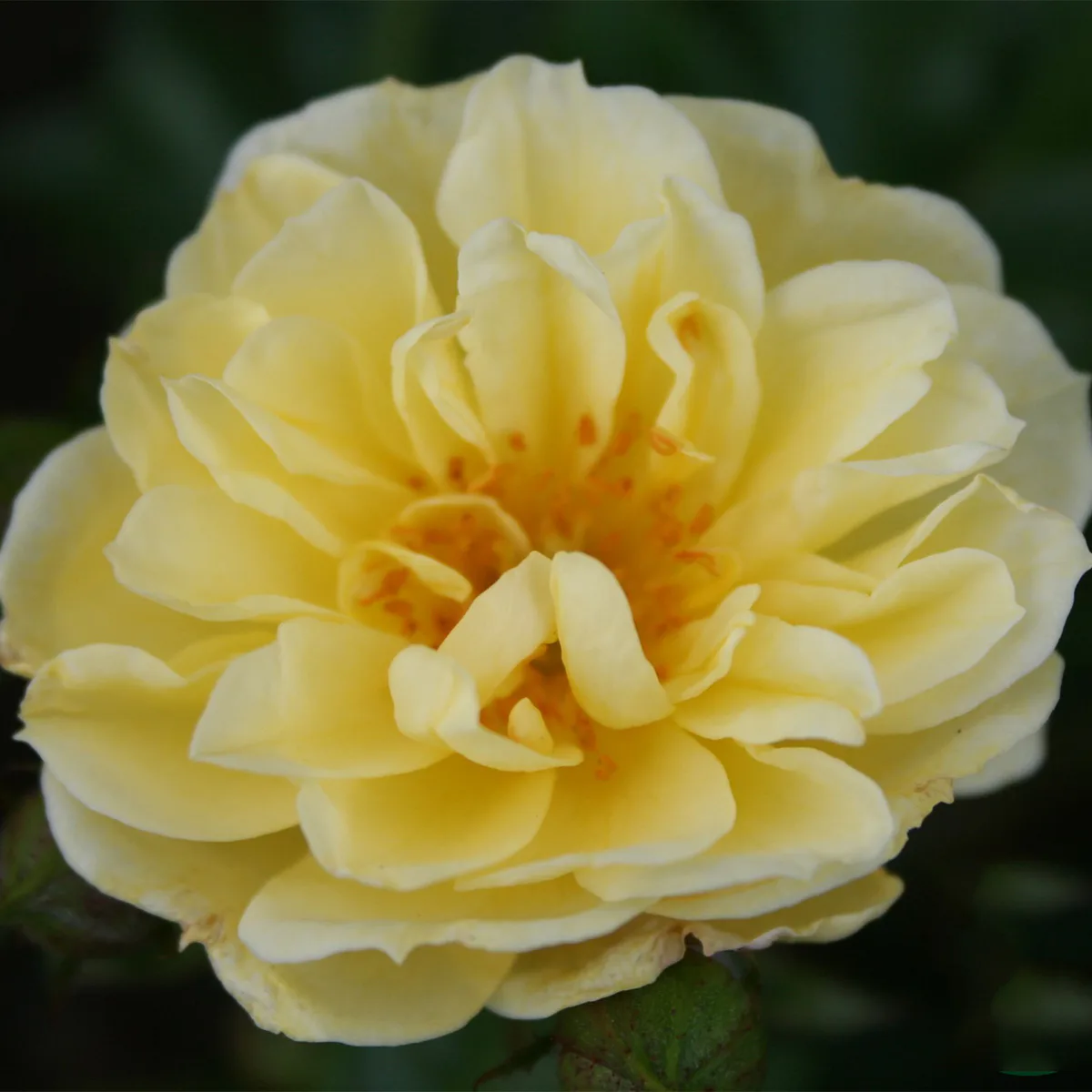 Rosa "Golden Cover", 10-pack 10-pack