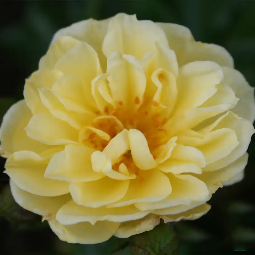 Marktäckande Buskros Omnia Garden Golden Cover