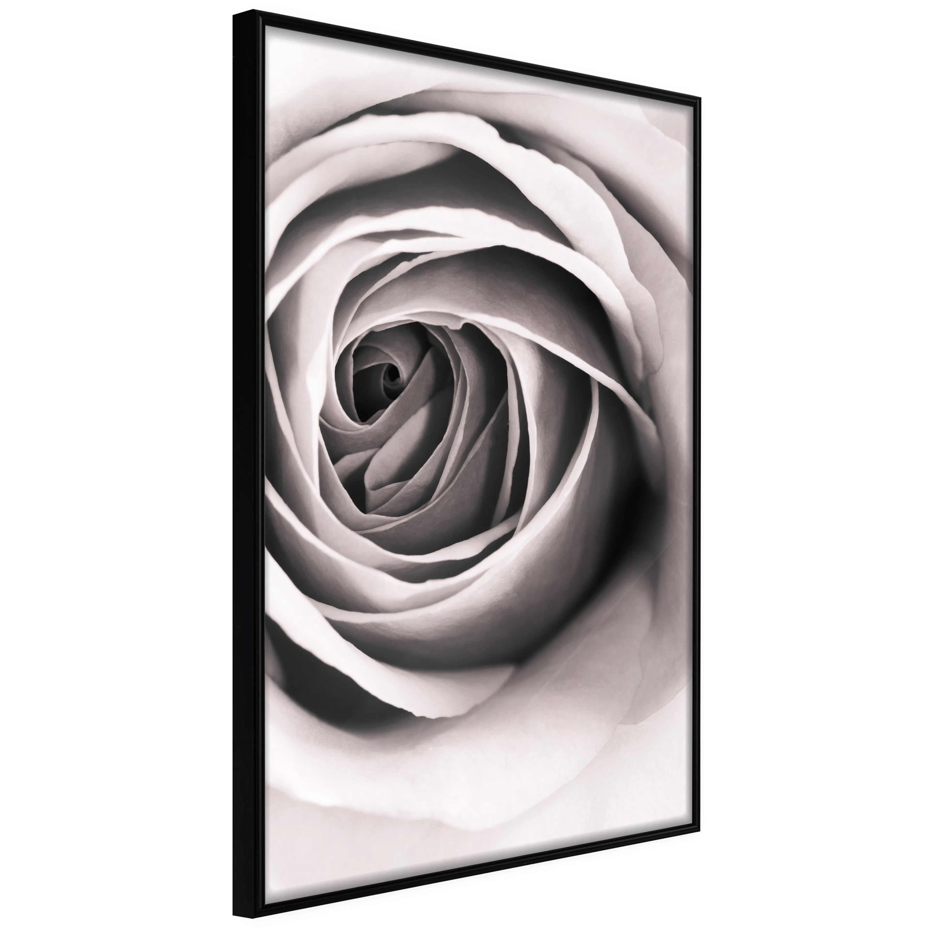 Affisch - Rose Vortex [Poster] 40x60 Svart ram, 40x60 cm