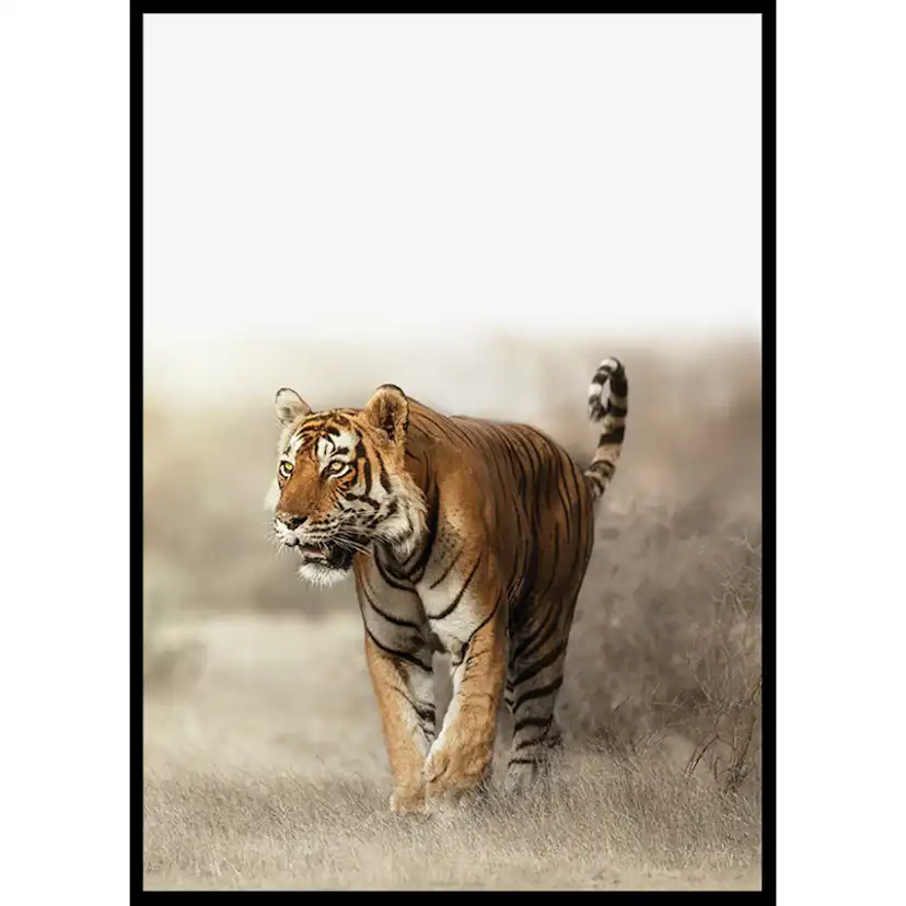 Poster Gallerix Tiger Walk