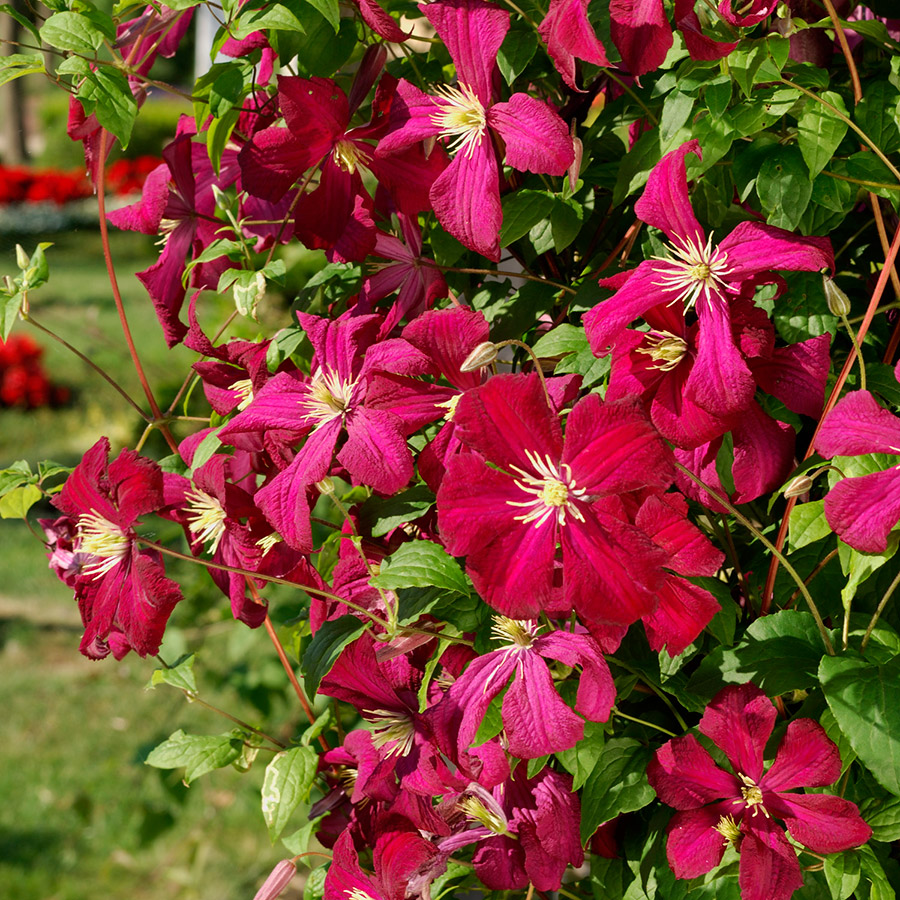 Klätterväxt Ljusvioletta Viticella Klematis Omnia Garden 40-60 cm