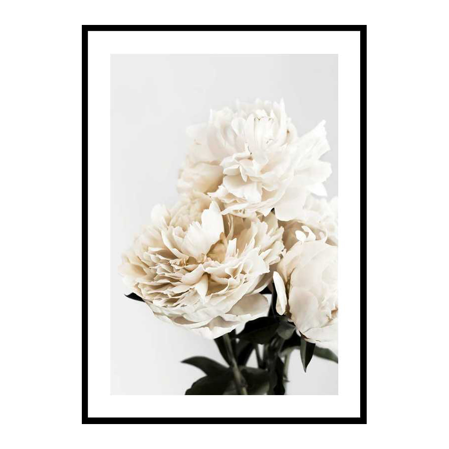 Peonies Closeup 70x100 cm