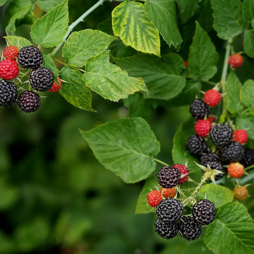 Buske Hallon Omnia Garden Svart