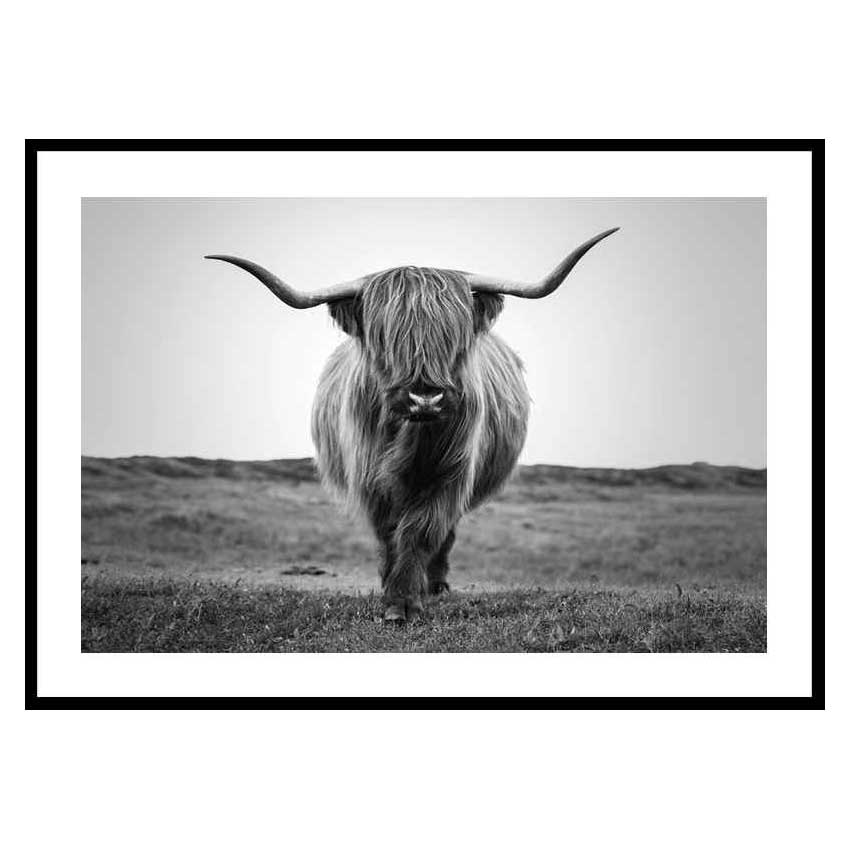 Poster Gallerix Highland Cattle B&W