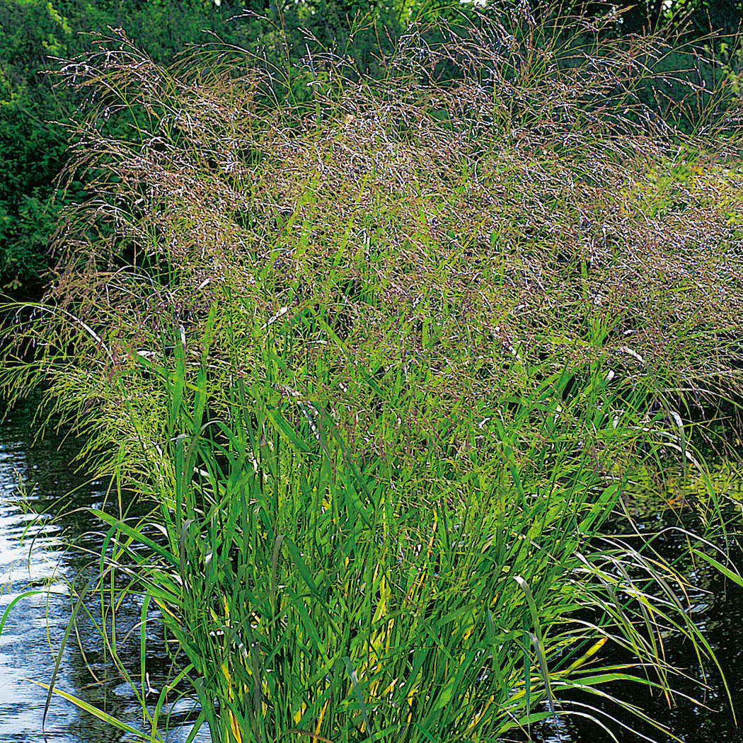 Planta Omnia Garden Jungfruhirs Squaw