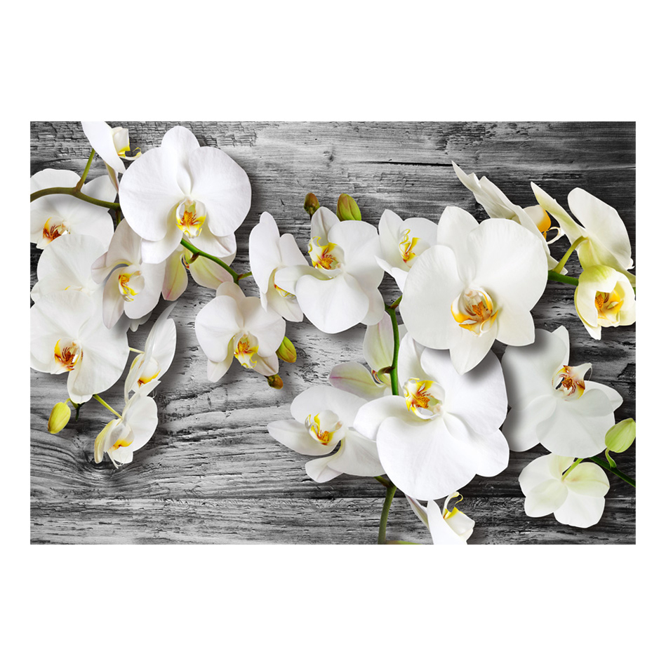 Fototapet Arkiio Callous Orchids III