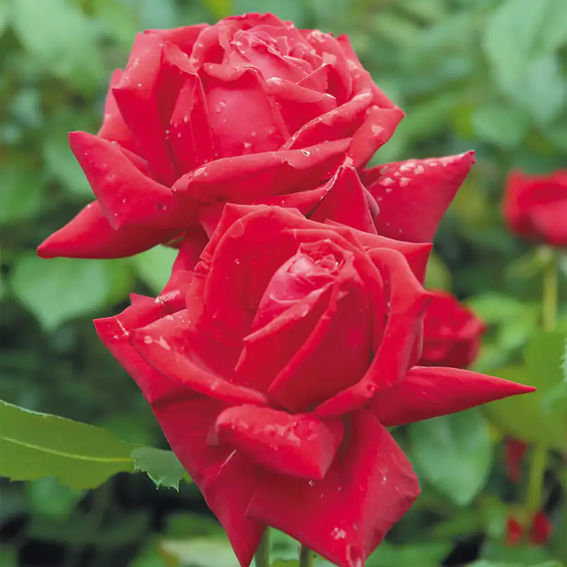 Storblommig Rabattros Omnia Garden Isabella Rossellini