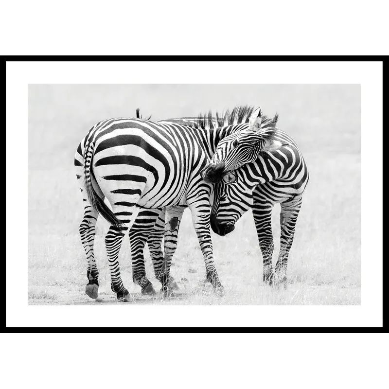 Poster Gallerix Zebras B&W
