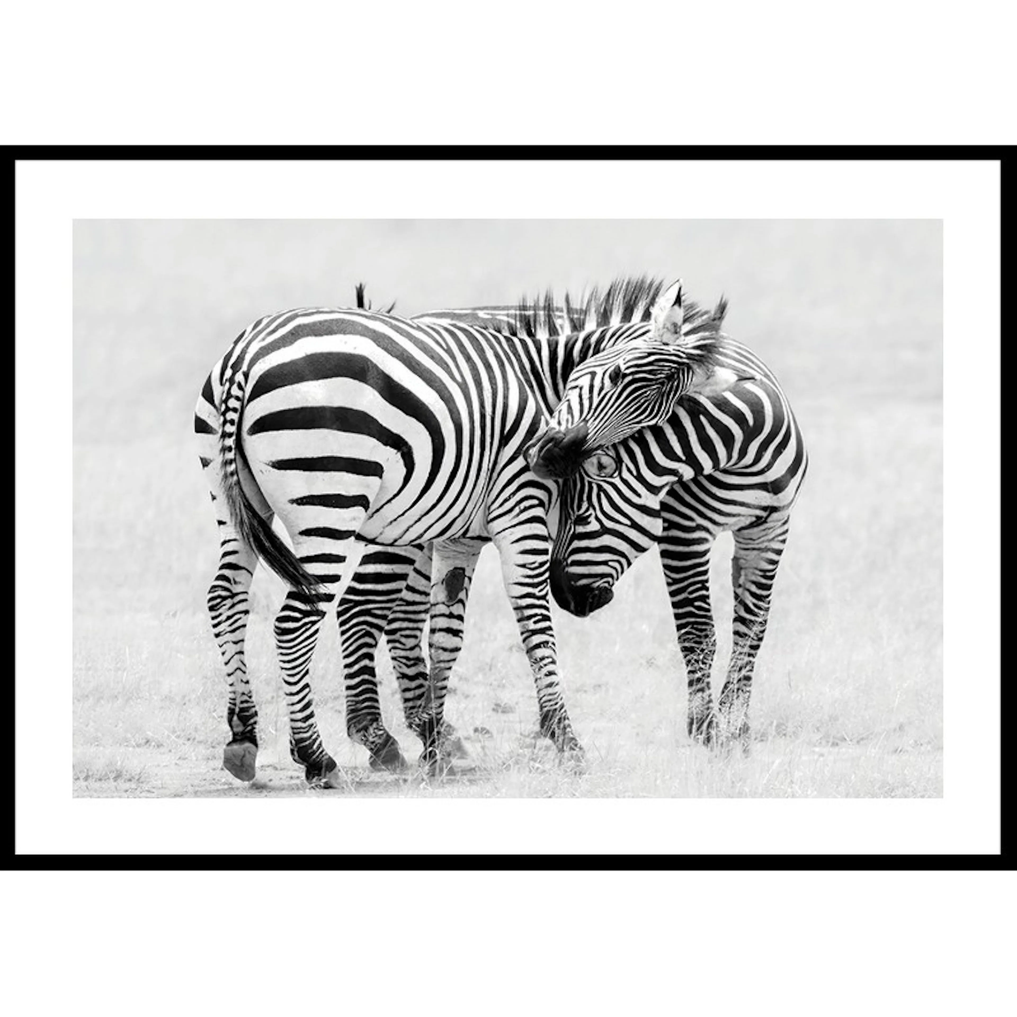 Poster Gallerix Zebras B&W