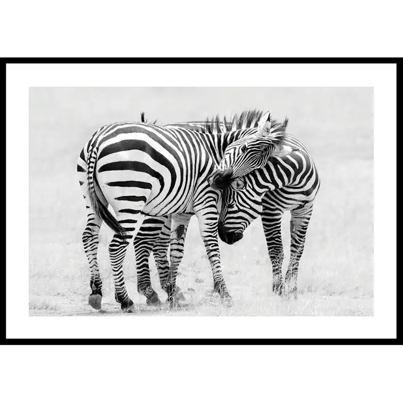 Poster Gallerix Zebras B&W