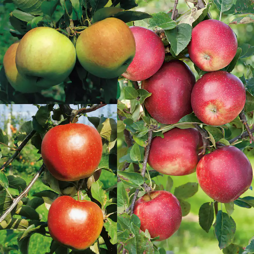 Familjeträd Omnia Garden Äpple