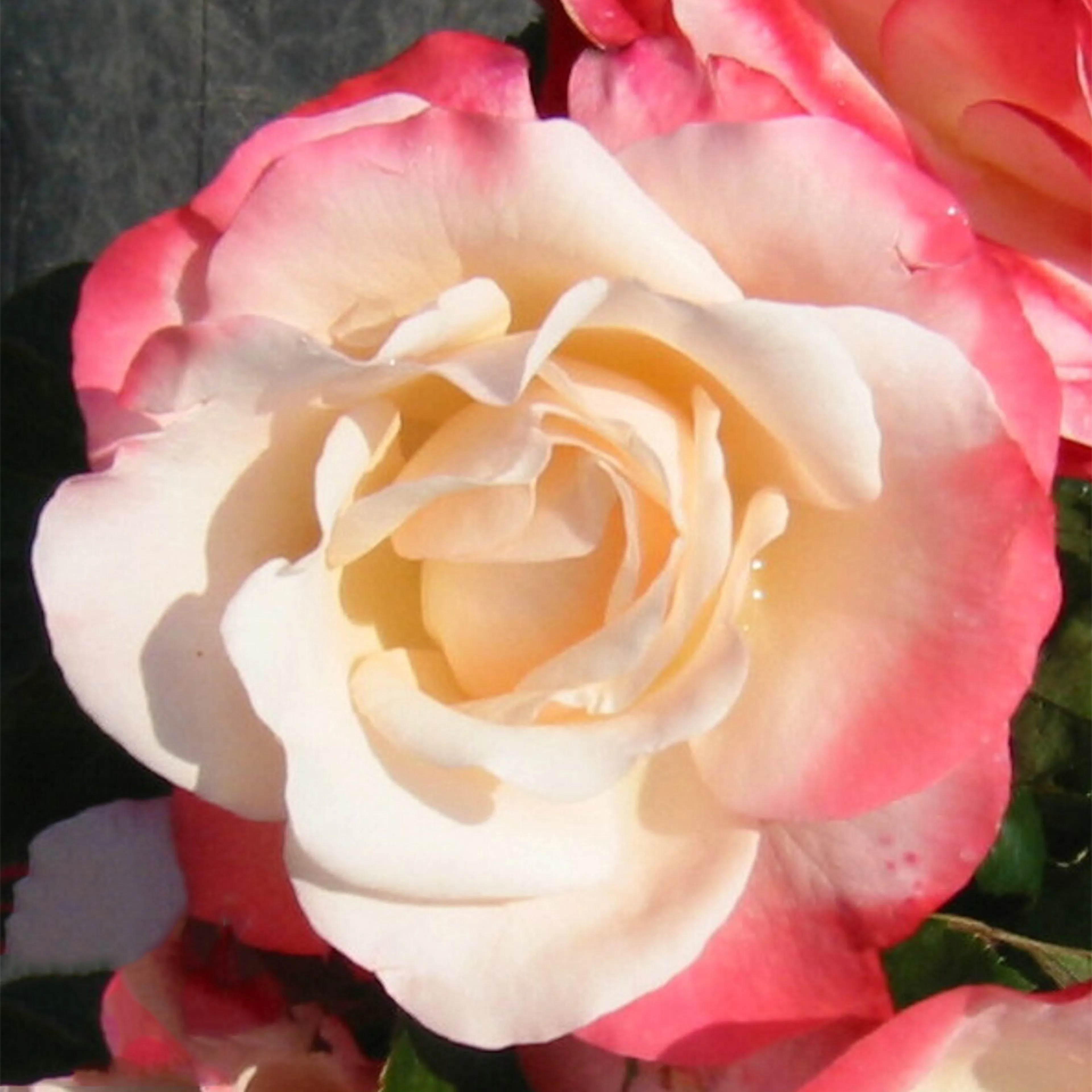 Rosa "Nostalgie", 1-pack 1-pack
