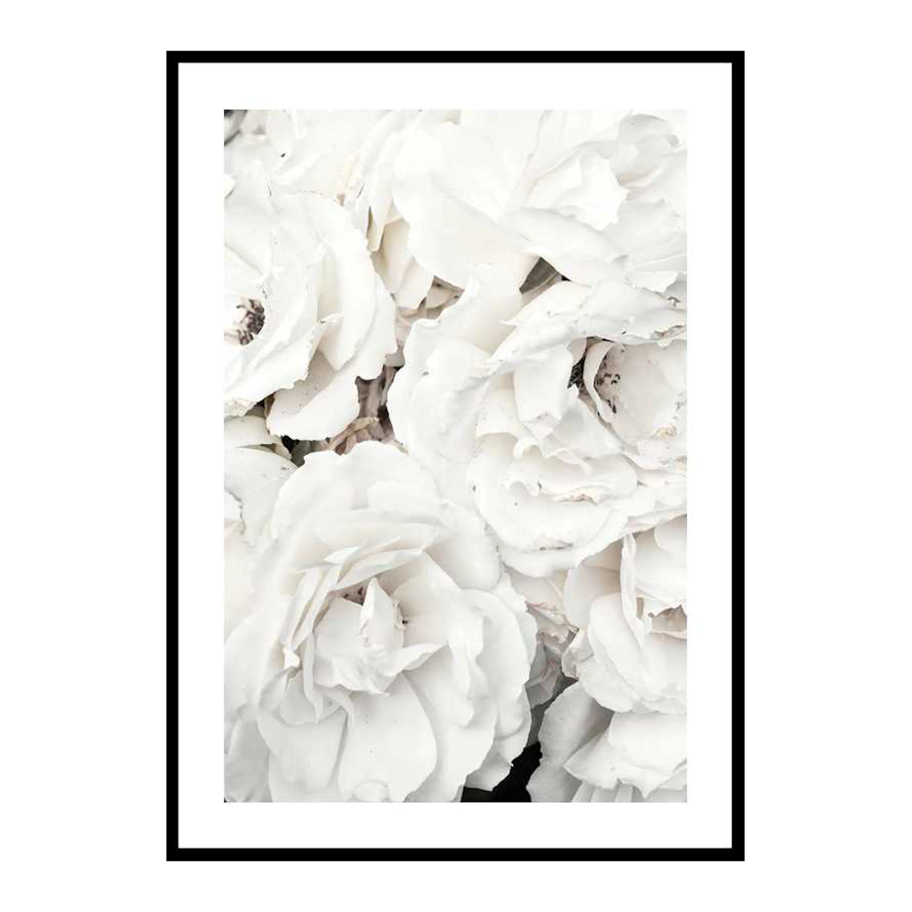 Bouquet Of White Peonies 50x70 cm