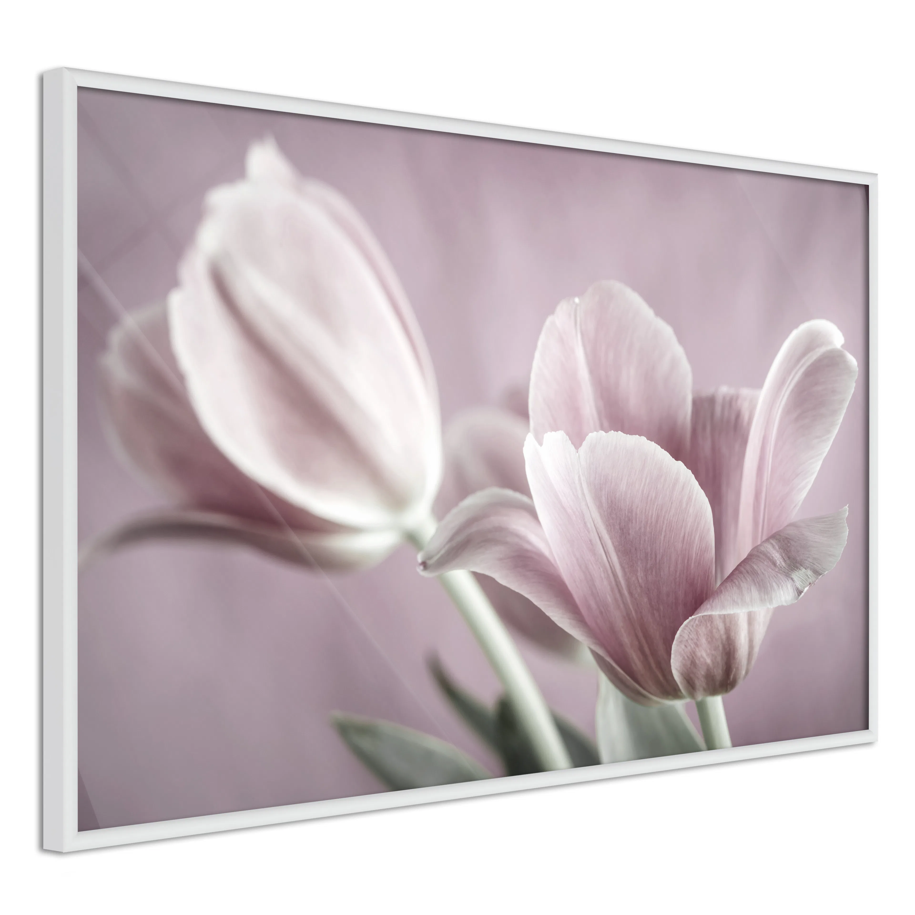 Poster Artgeist Affisch Pink Tulips
