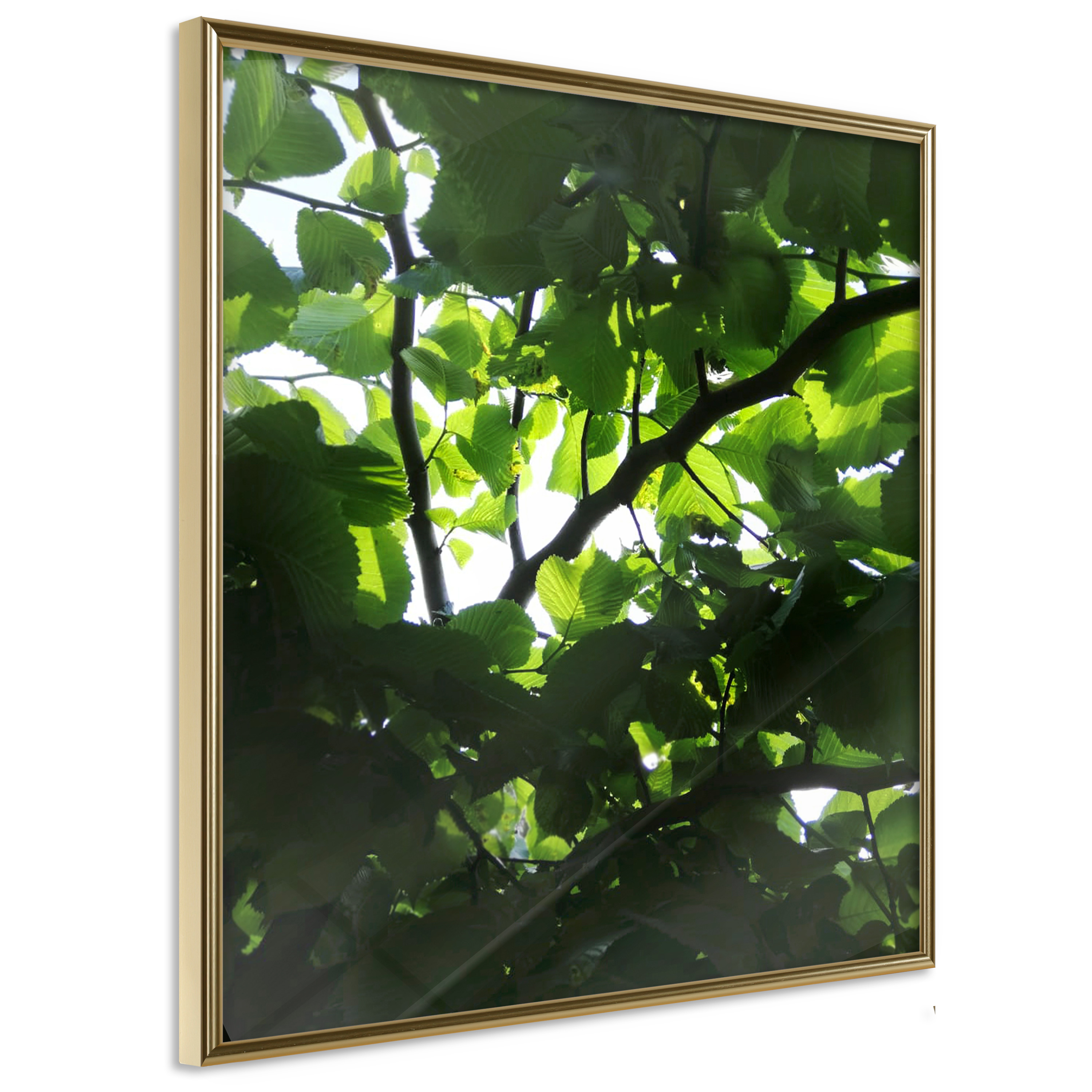Affisch - Dawn [Poster] 50x50 Guld ram, 50x50 cm