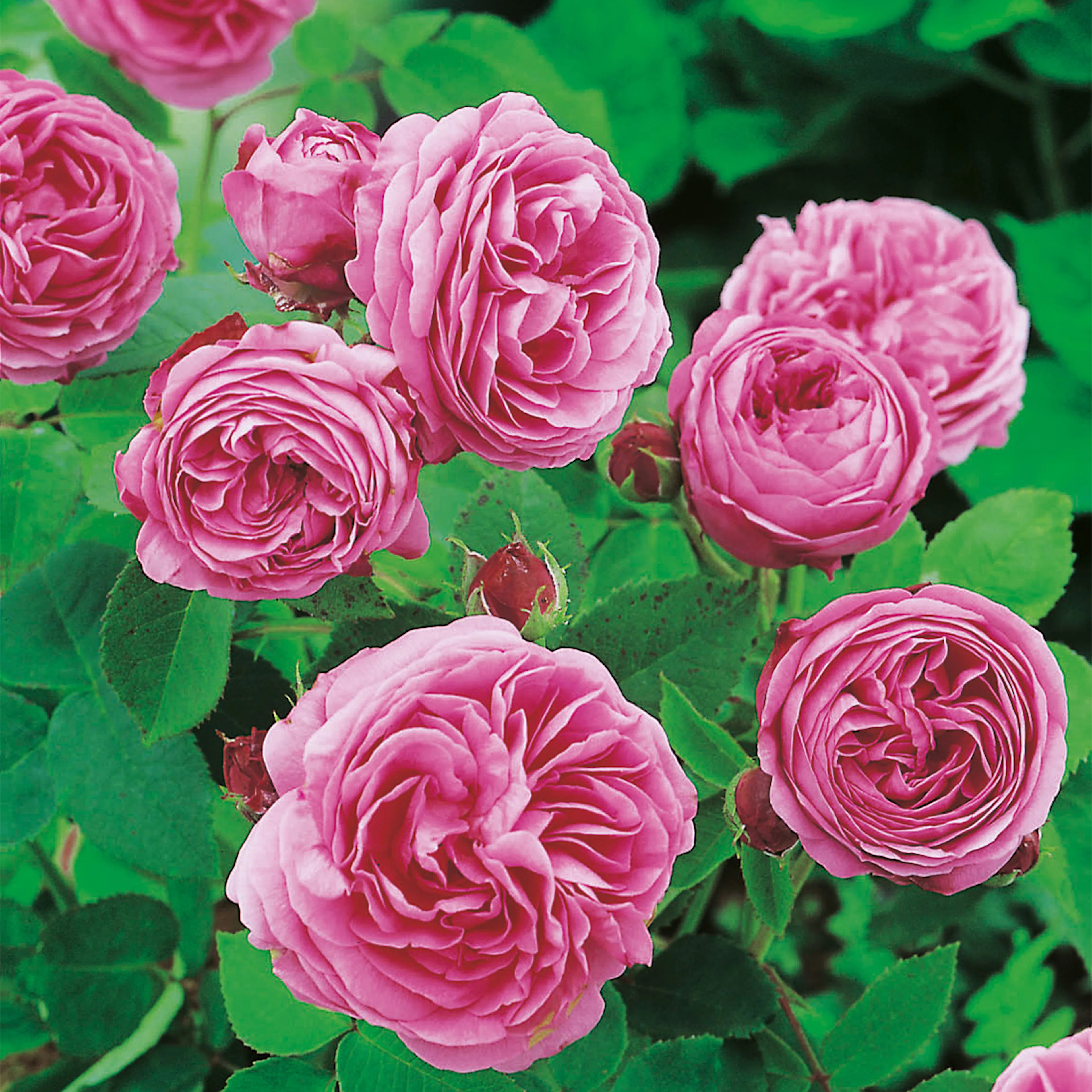 Rosa "Louise Odier", 1-pack 1-pack