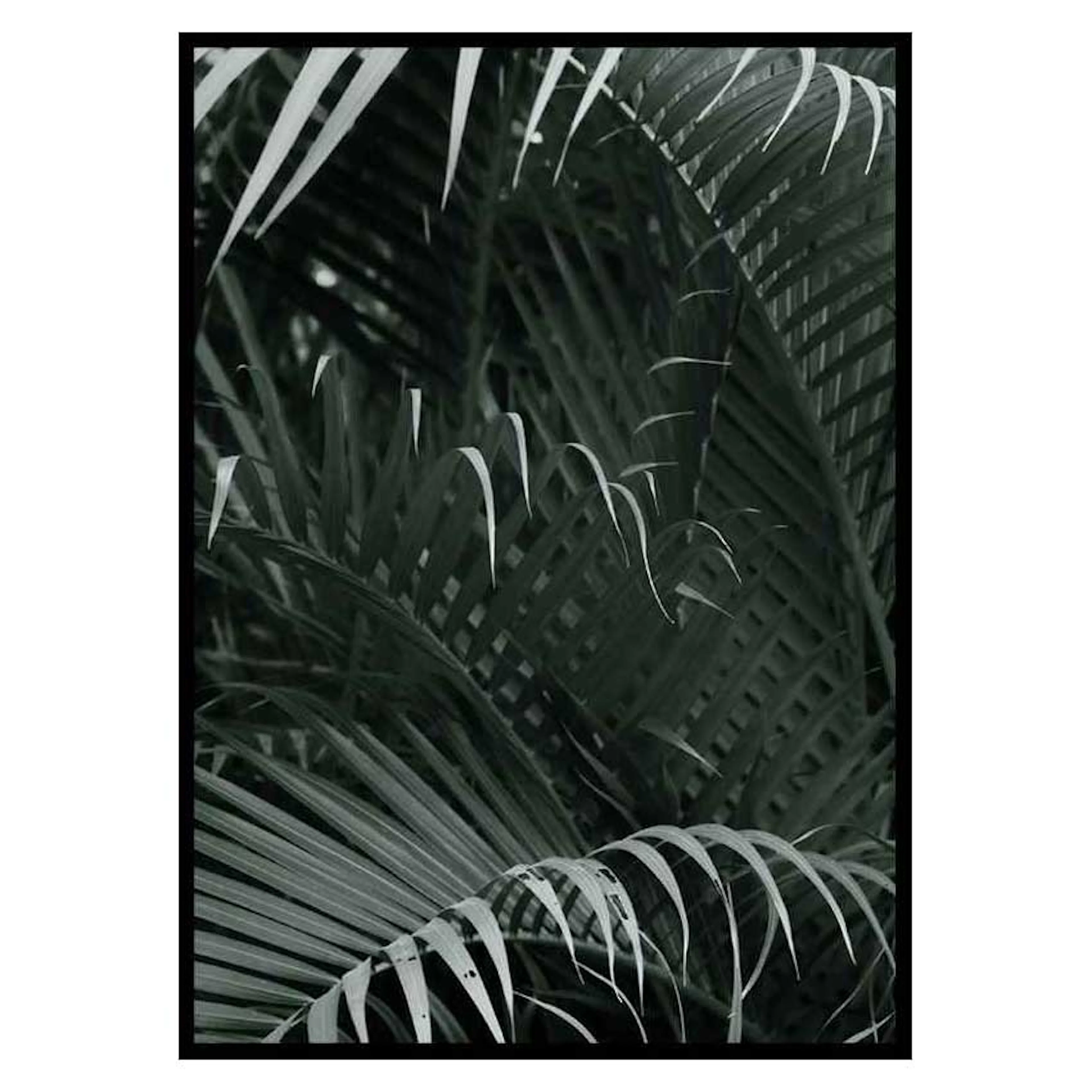 Poster Gallerix Palm Leaf No1