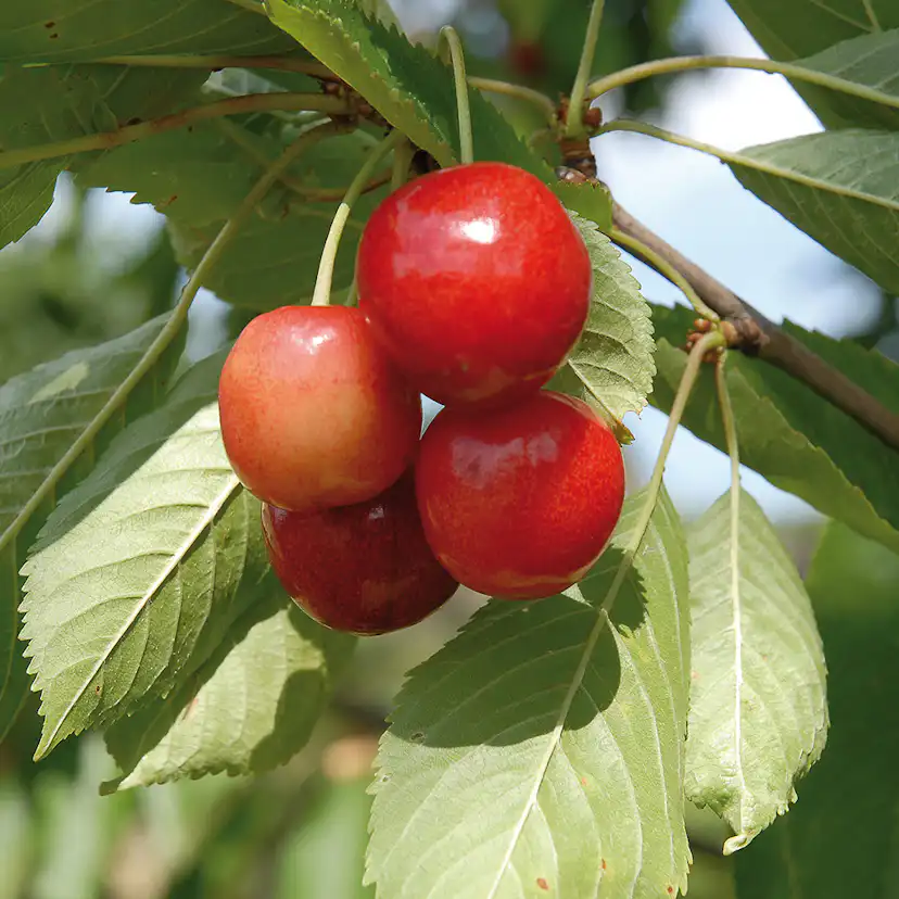 Miniträd Sötkörsbär Omnia Garden Merton Glory