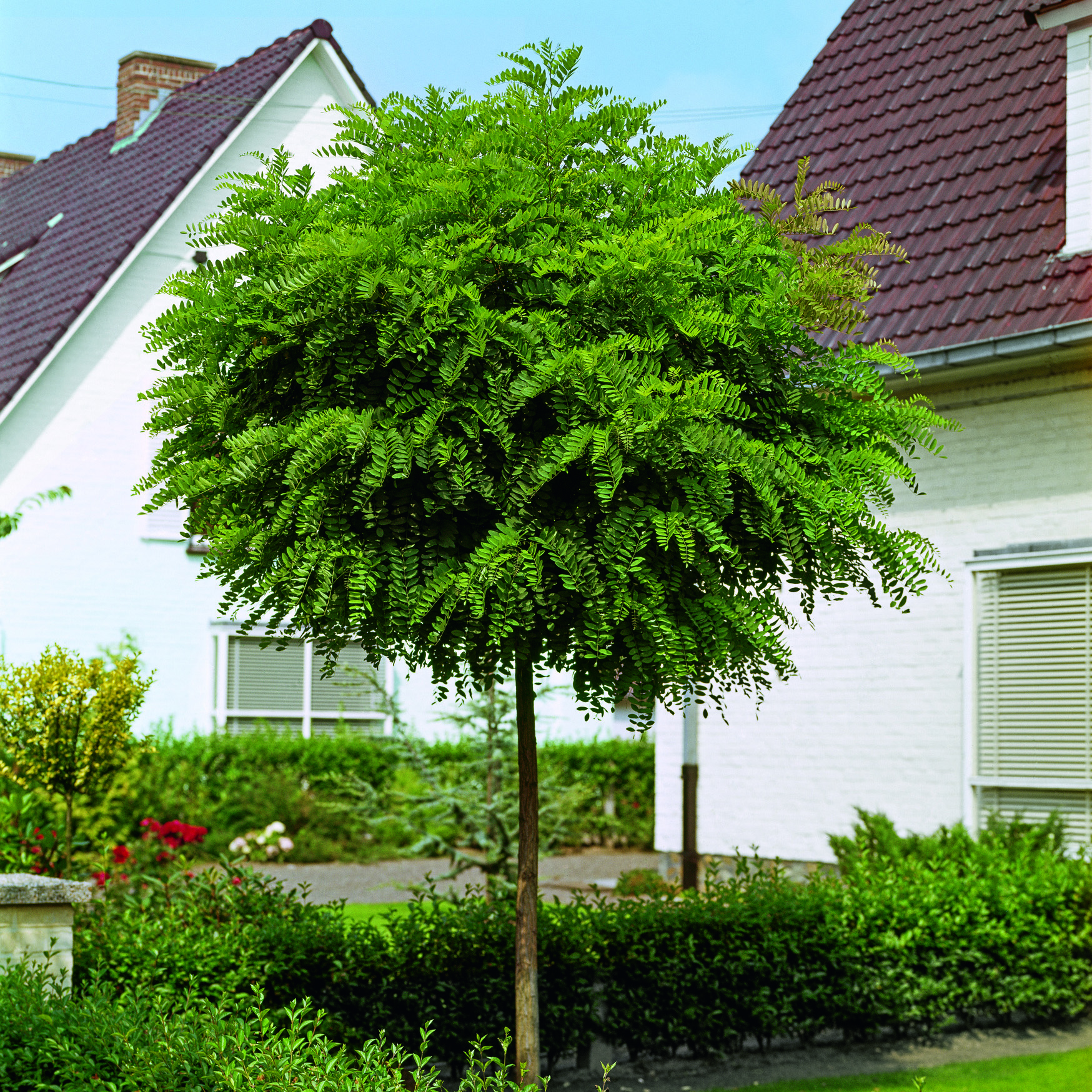 Prydnadsträd Omnia Garden Klotrobinia