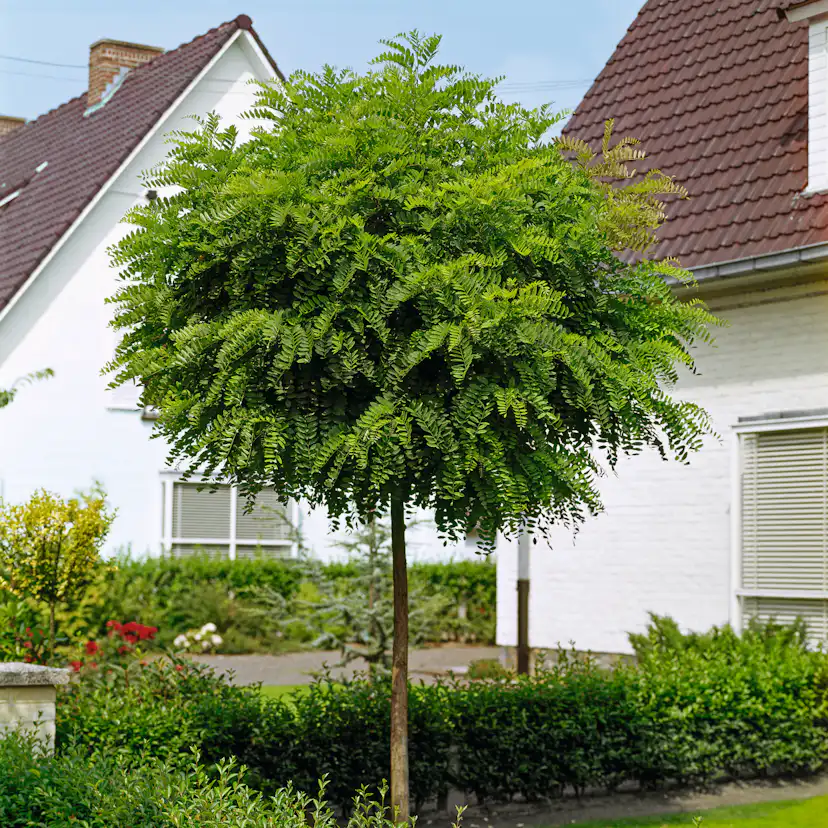 Prydnadsträd Omnia Garden Klotrobinia