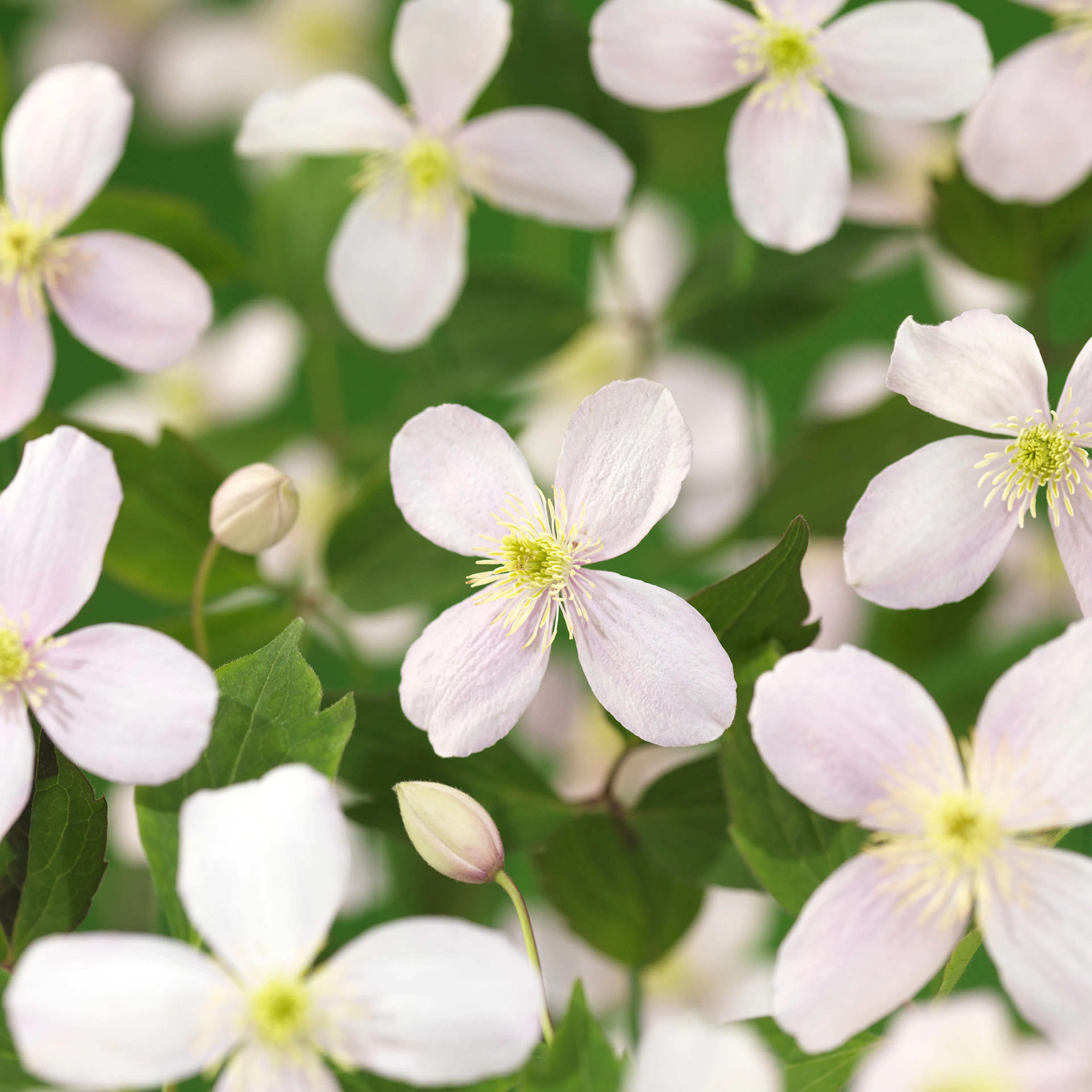 Klätterväxt Bergklematis Omnia Garden Fragrant Spring 40-60 cm