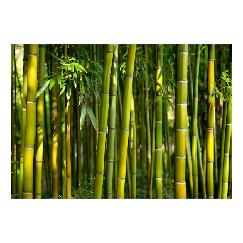 Fototapet Arkiio Oriental Garden