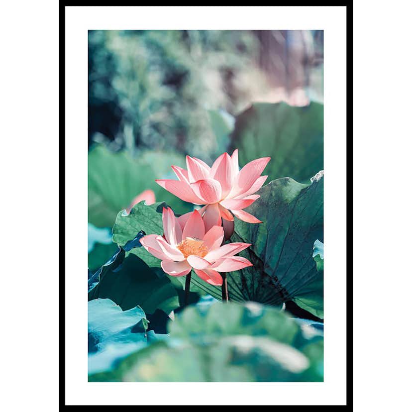 Poster Gallerix Lotus Flowers