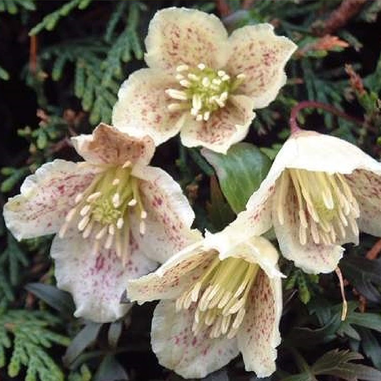 Klätterväxt Vintergrön Klematis Omnia Garden Cirrhosa Balearica 40-60 cm