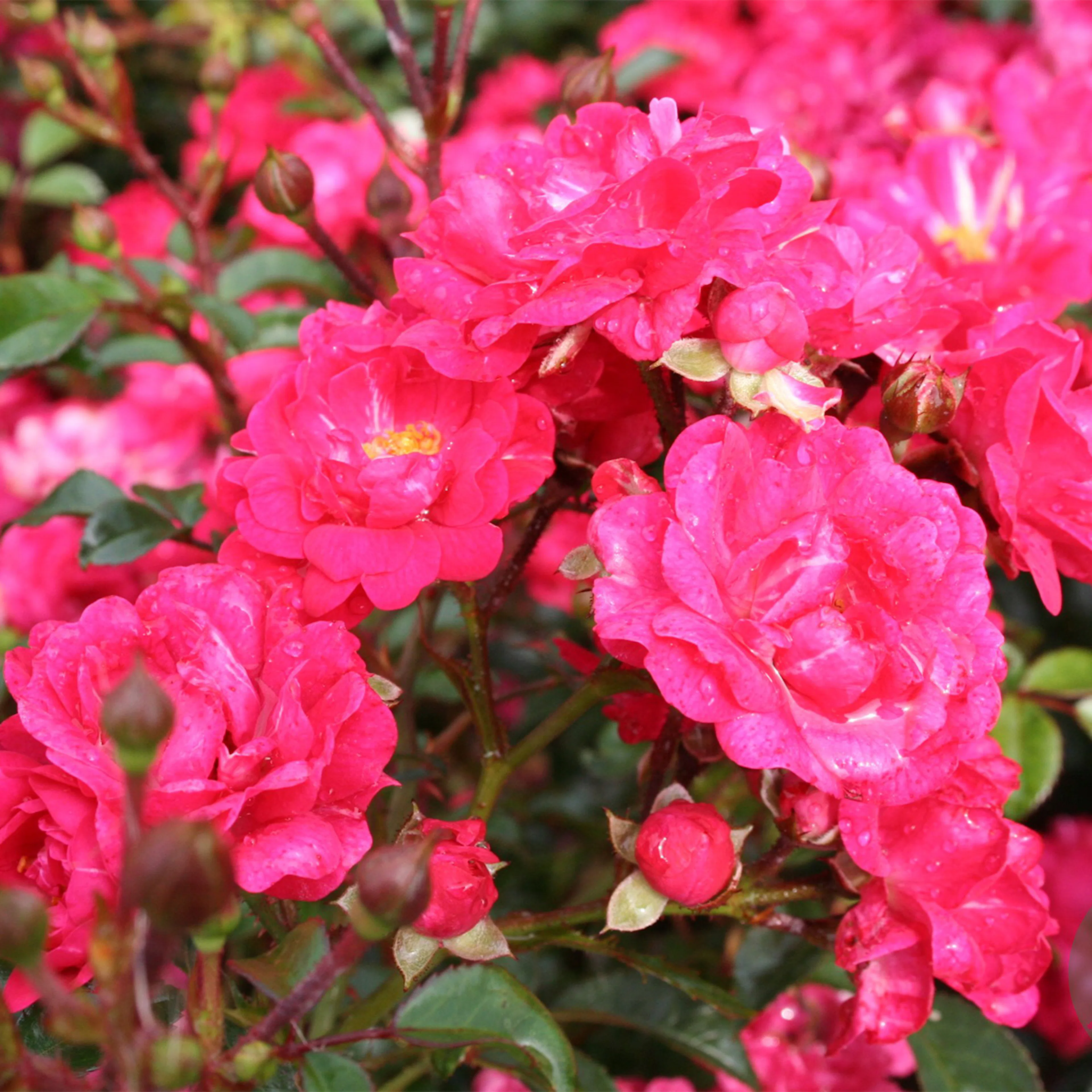 Rosa "Red Fairy", 1-pack 1-pack