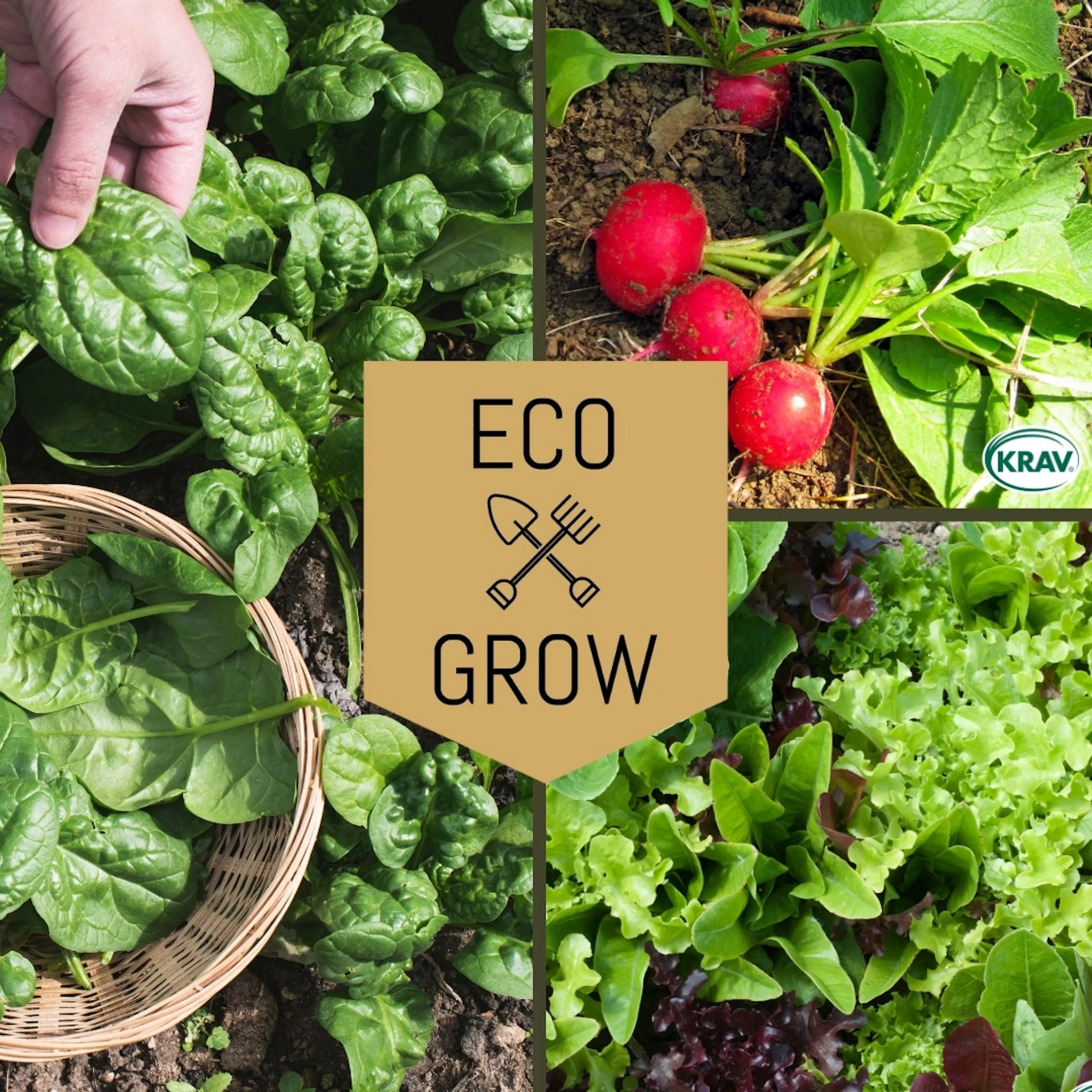 Grönsaksfröer Eco Grow Snabb Skörd Kit för Hemmaodling 3-pack