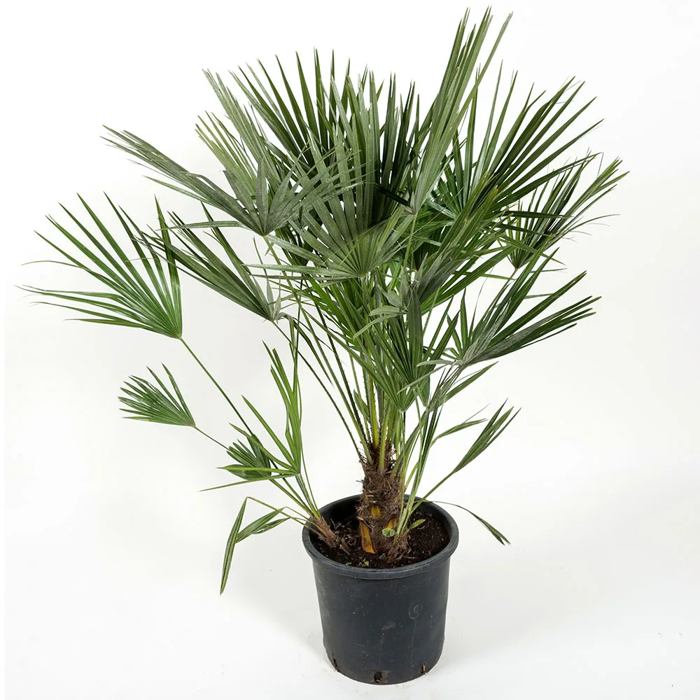 Chamaerops humilis, 100/110 cm Leveranshöjd: 150-160 cm