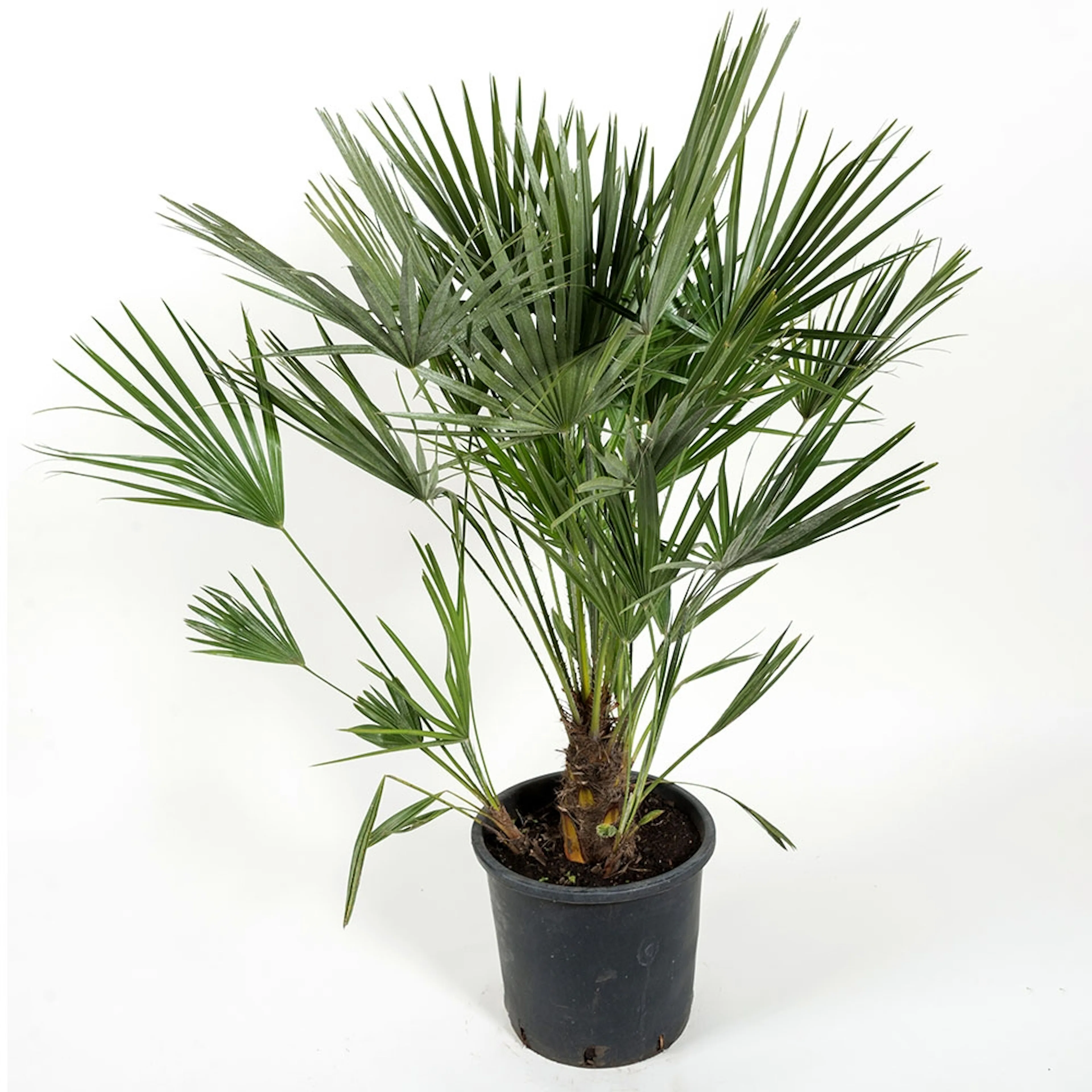 Chamaerops humilis, 100/110 cm Leveranshöjd: 150-160 cm