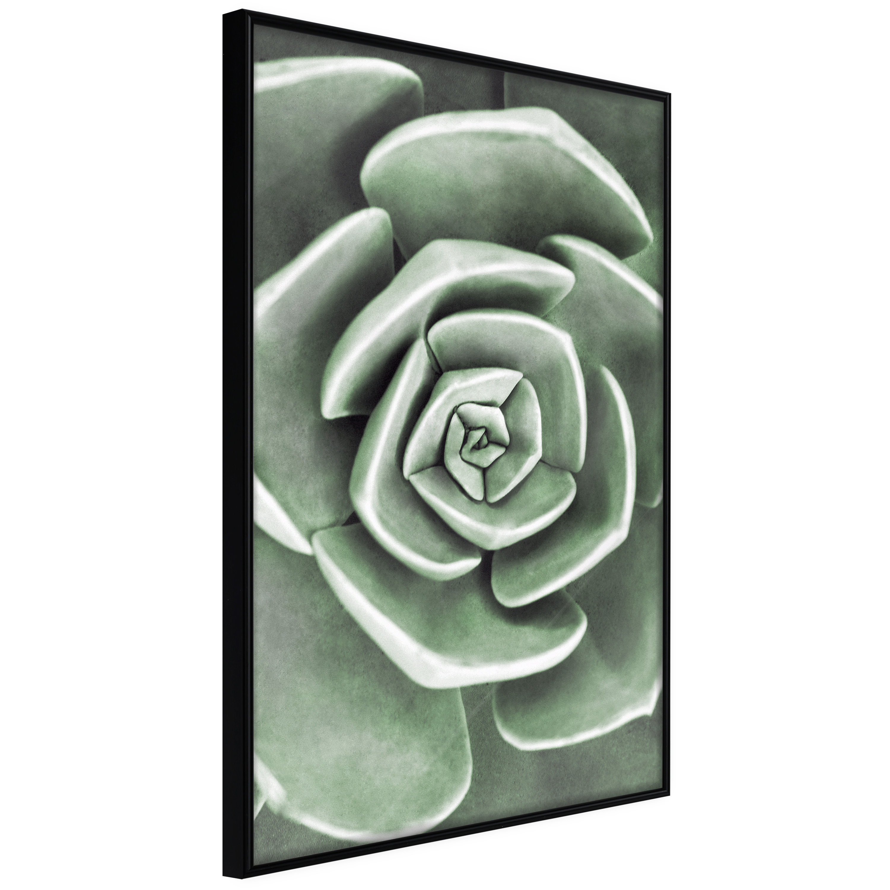 Affisch - Beautiful Succulent [Poster] 40x60 Svart ram, 40x60 cm