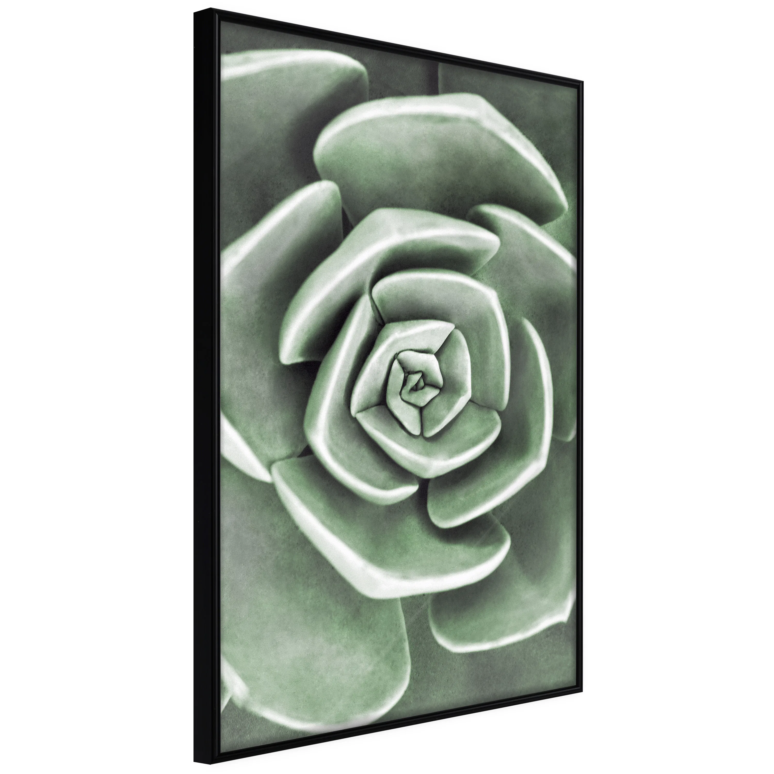 Poster Artgeist Affisch Beautiful Succulent