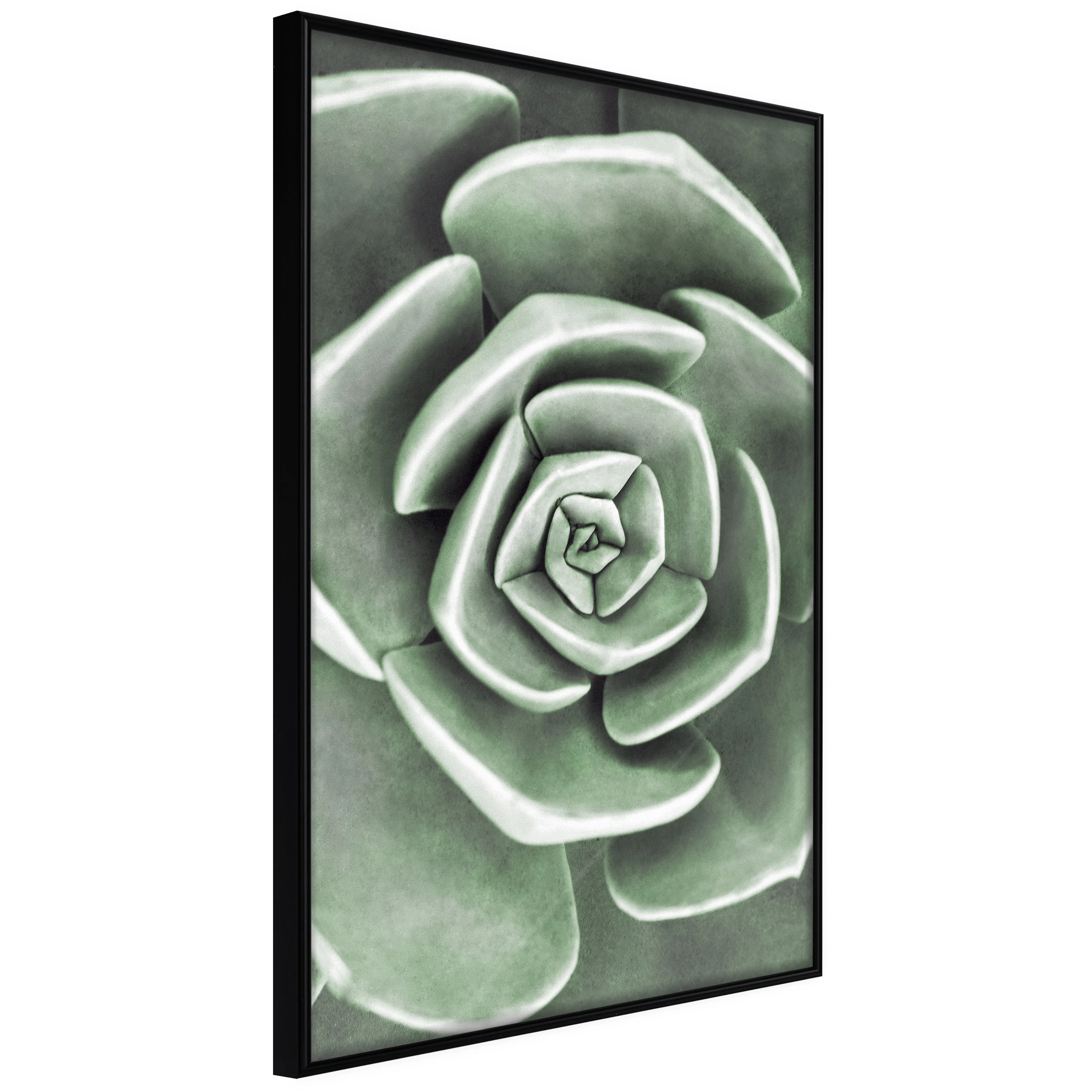 Affisch - Beautiful Succulent [Poster] 40x60 Svart ram, 40x60 cm