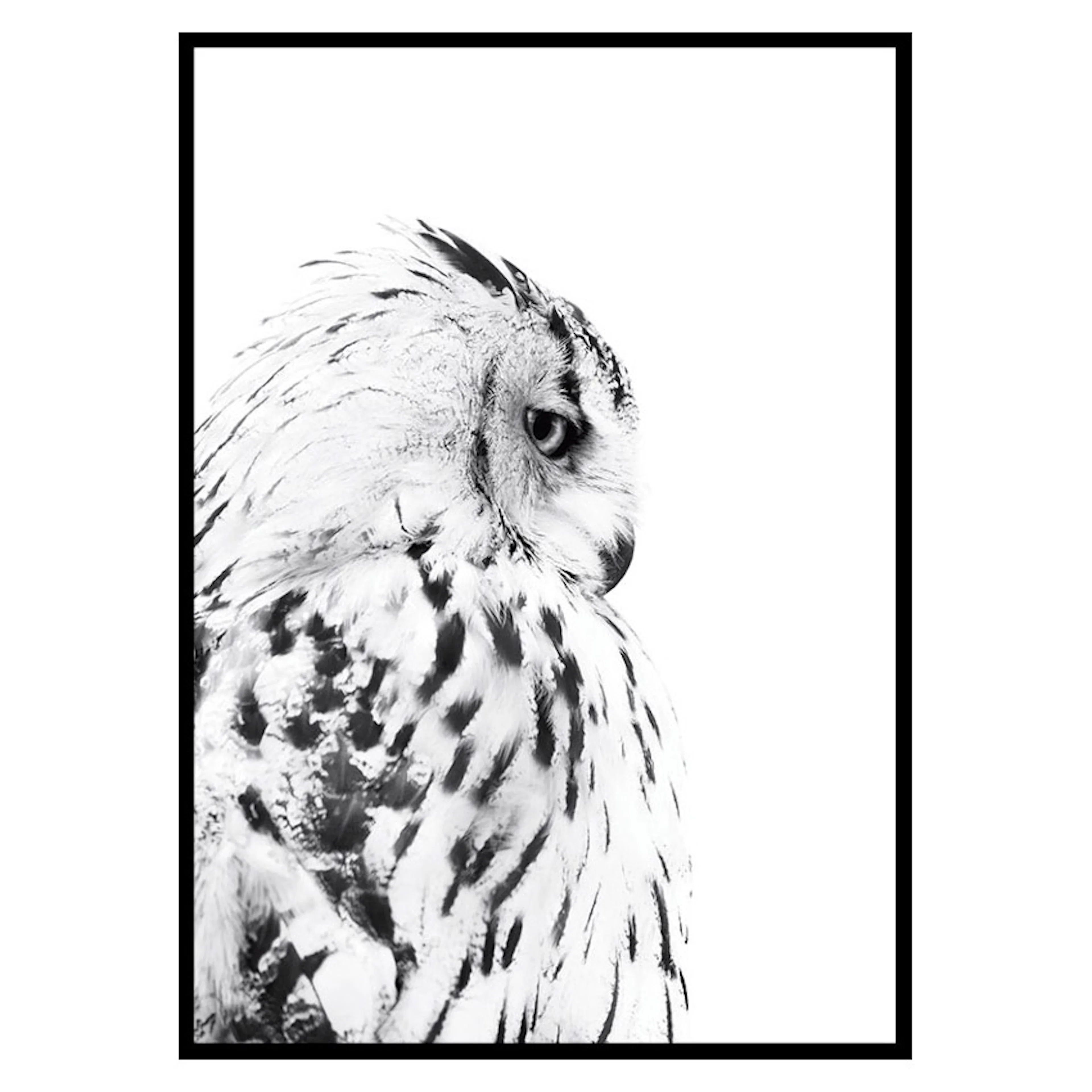 Poster Gallerix Snow Owl