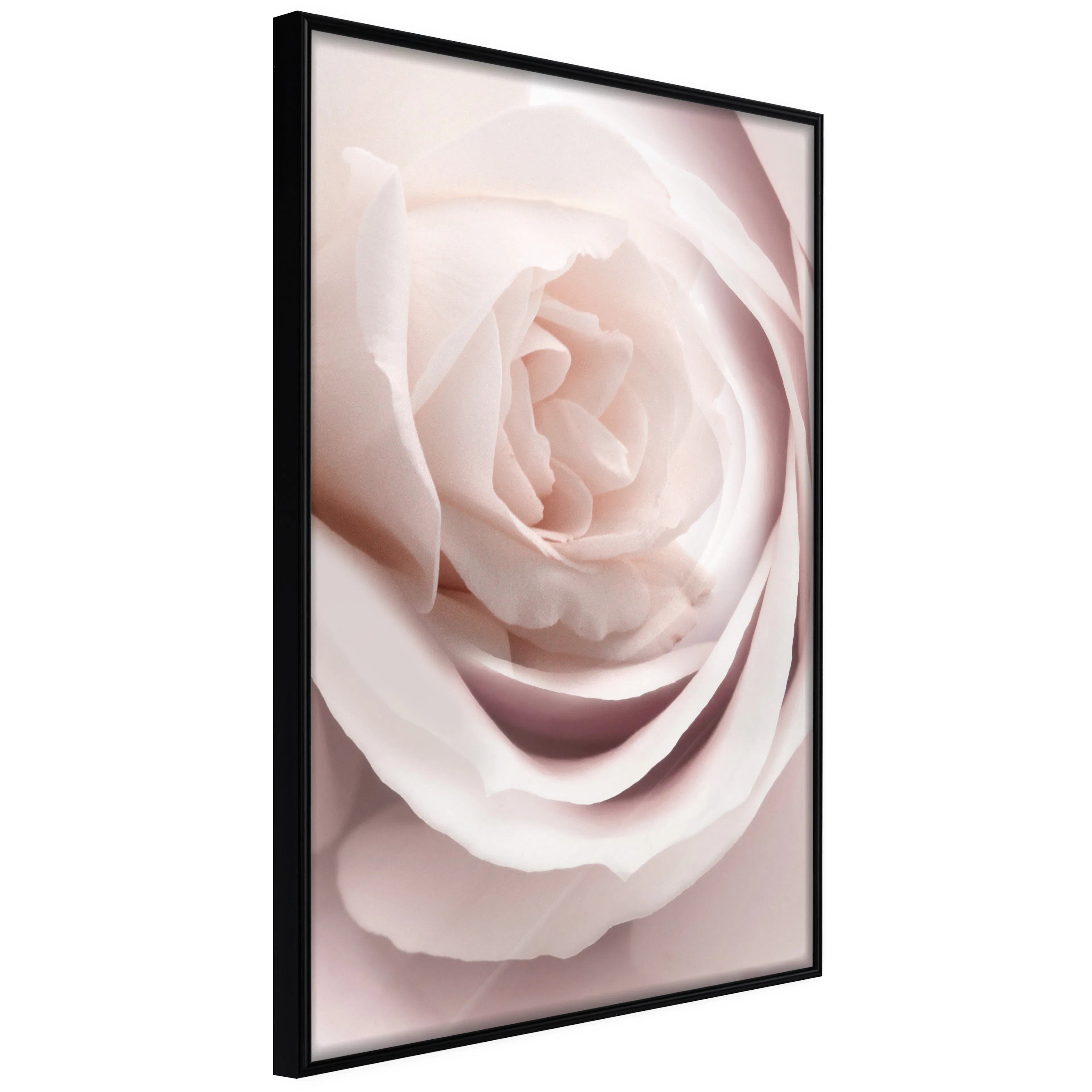 Affisch - Porcelain Rose [Poster] 40x60 Svart ram, 40x60 cm